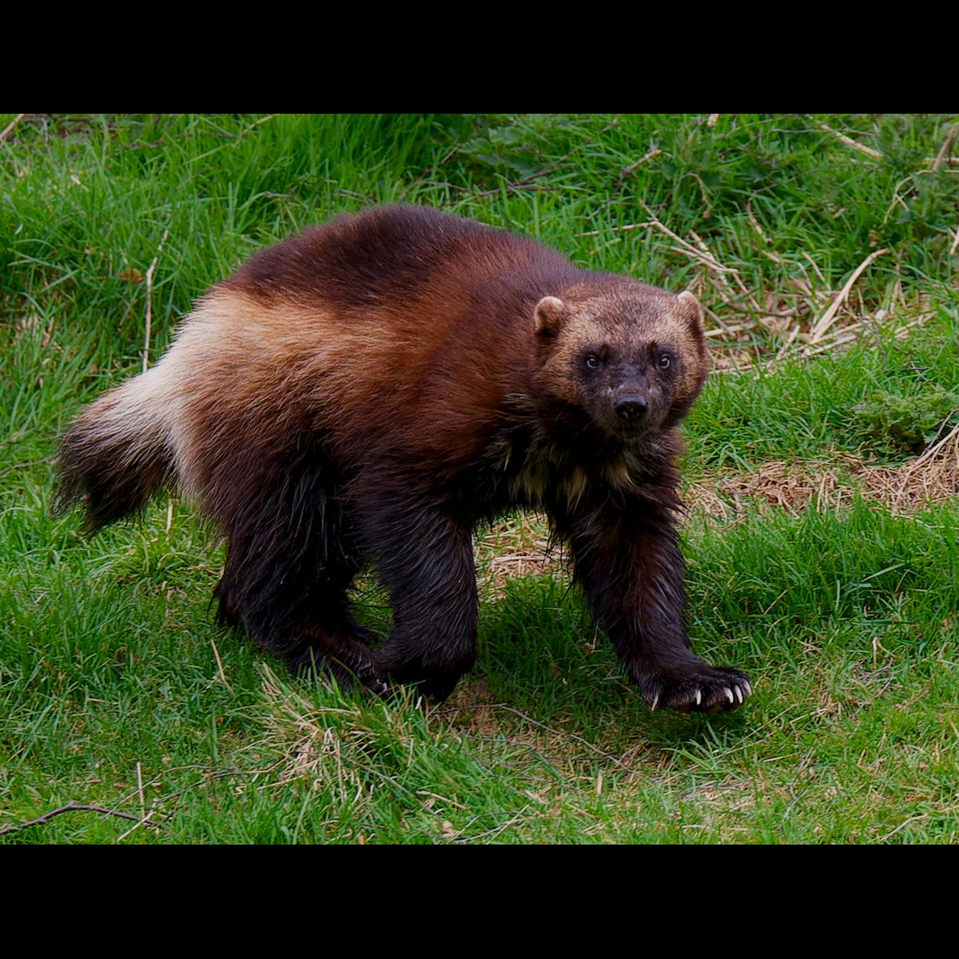 Colorado Wolverine Reintroduction