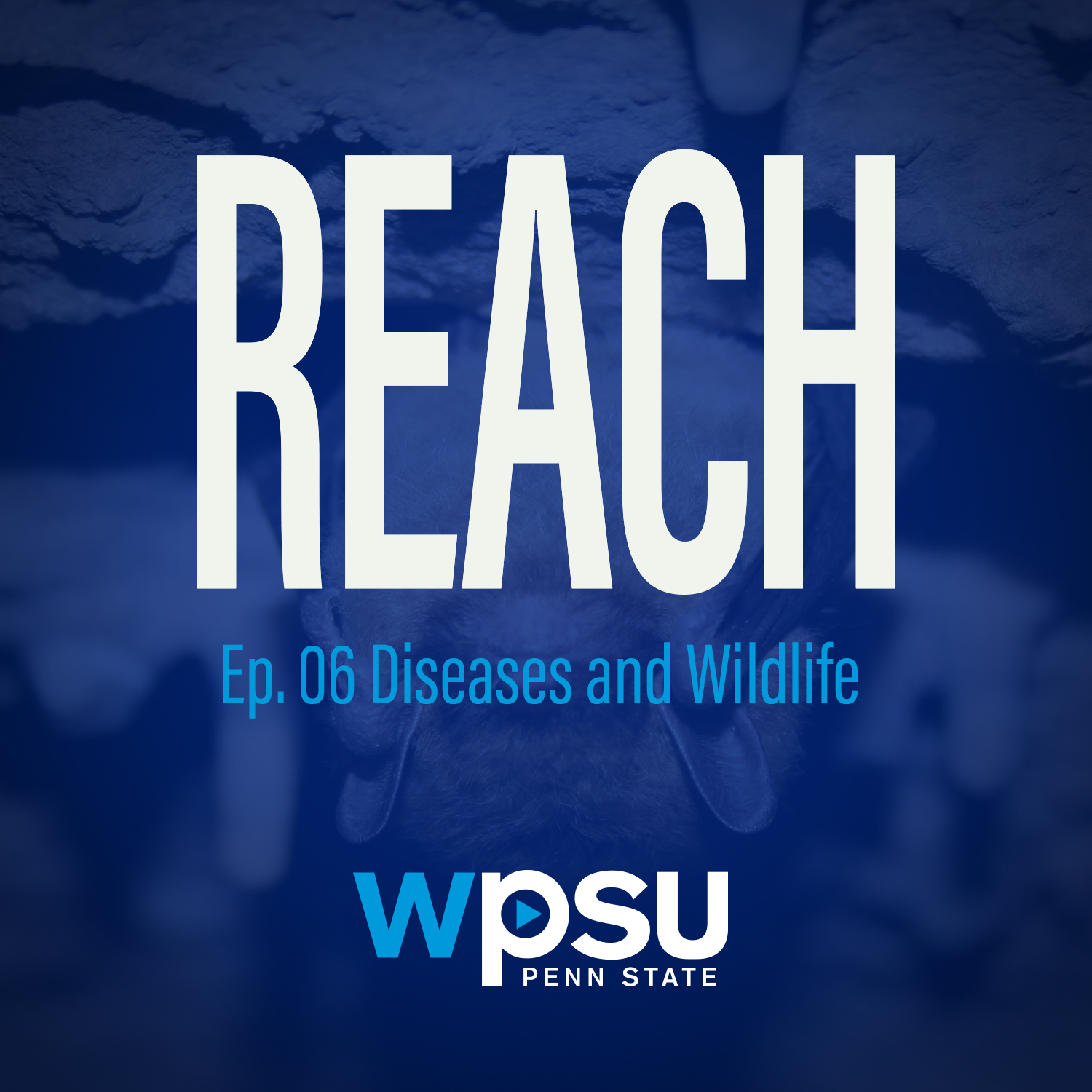 Diseases and Wildlife