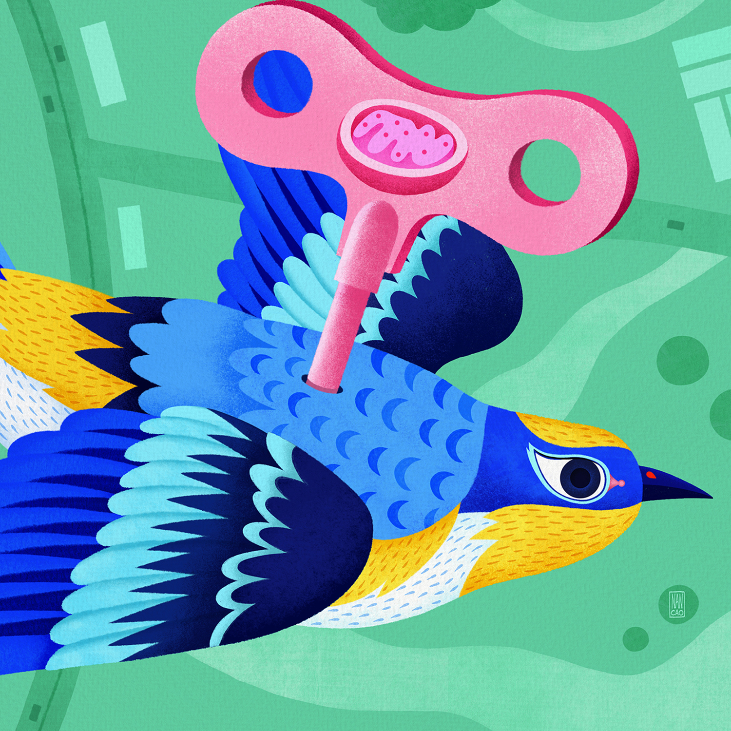 ICYMI: Birds' Migratory Mitochondria