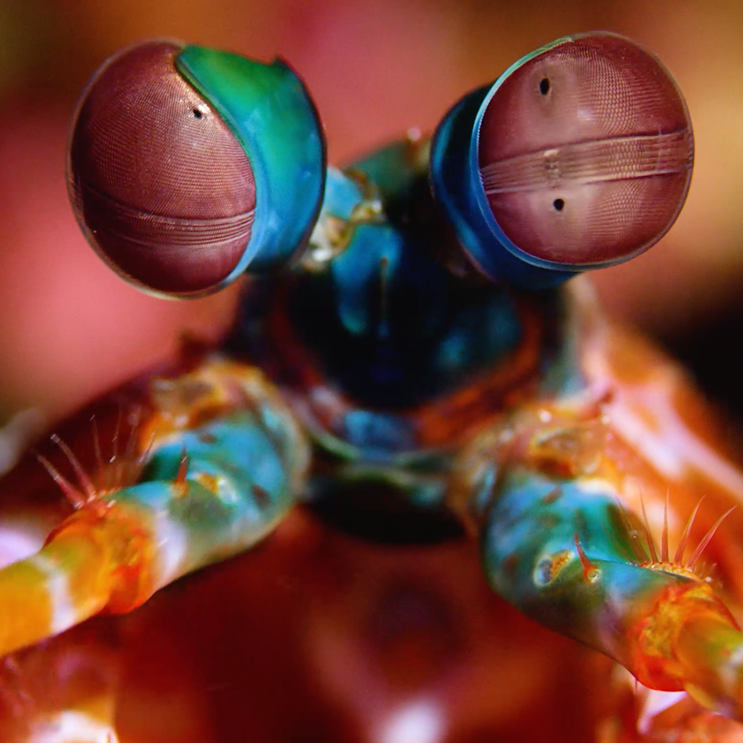 When Did Nature Burst Into Vivid Color?