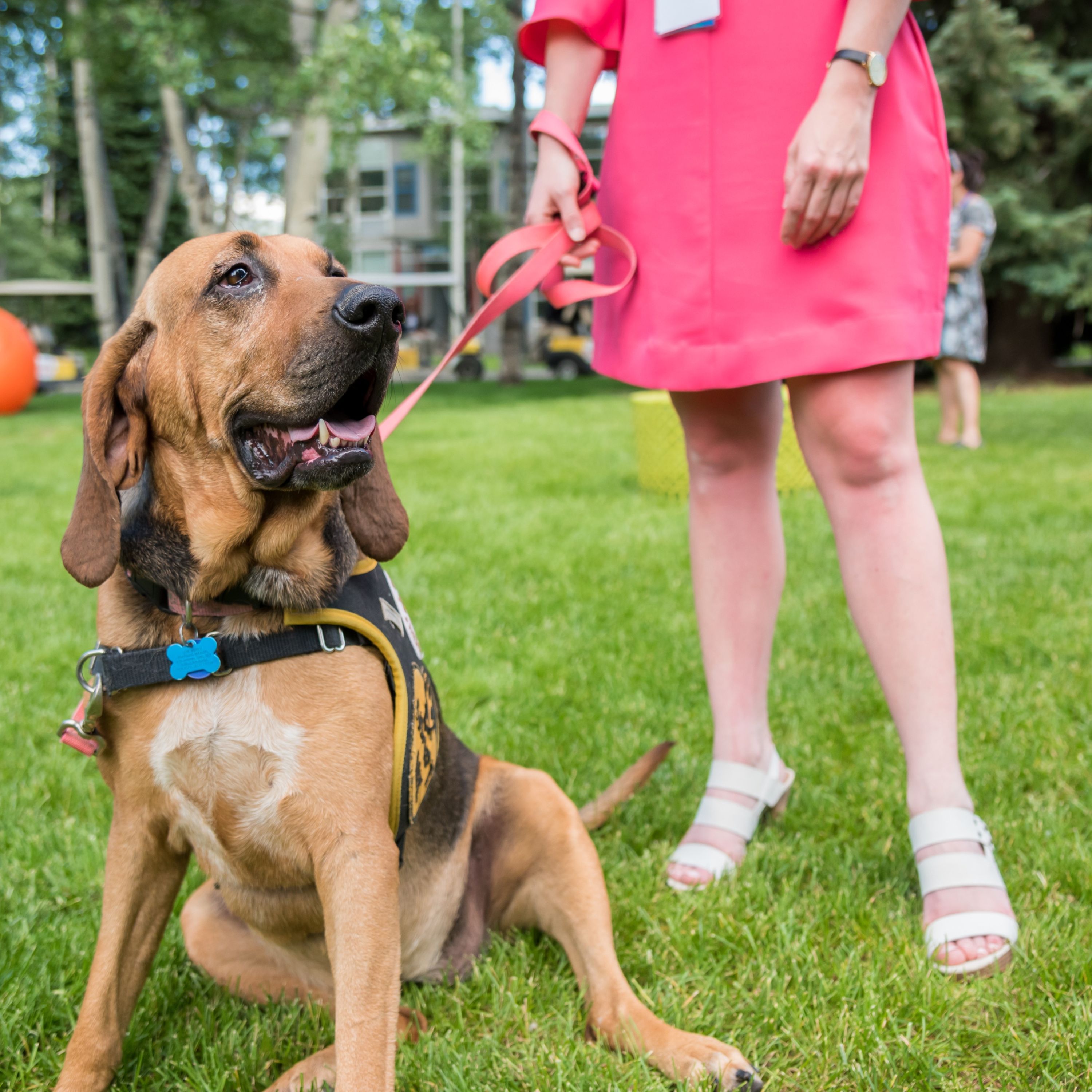 Adopting a Dog during Quarantine? You’re Not Alone