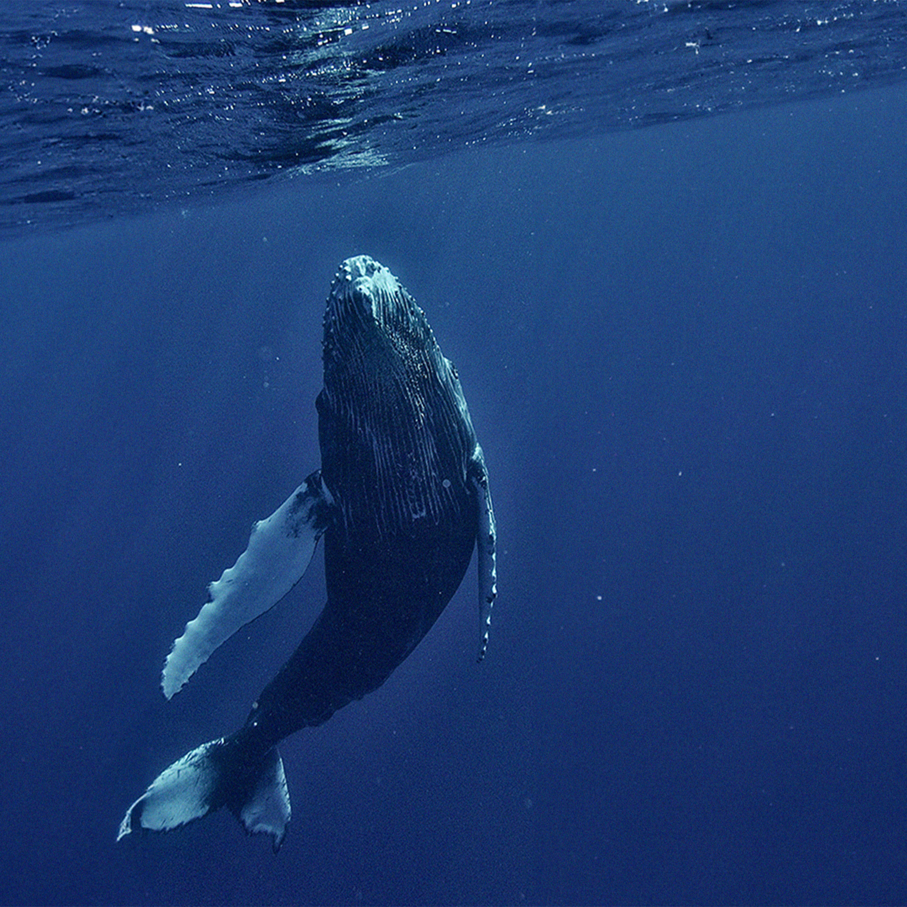 cover of episode Listening to Whales