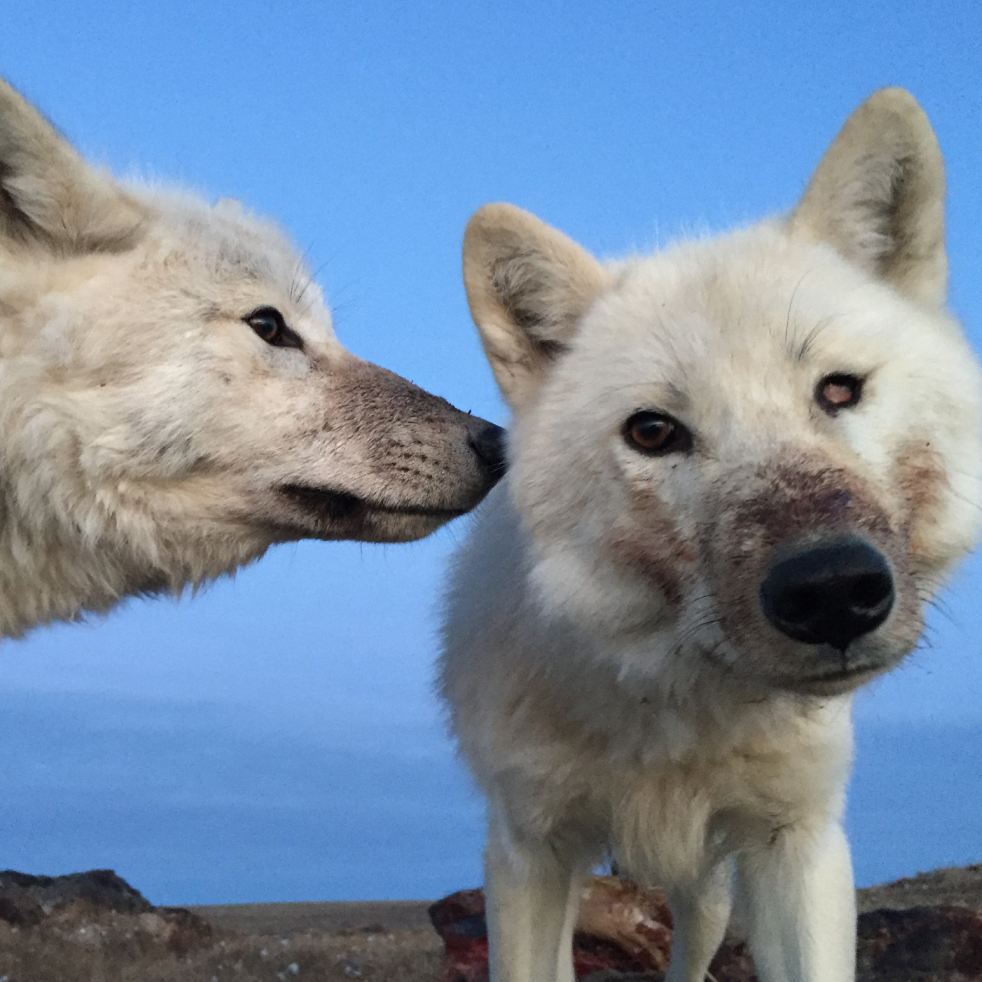 Inside the Hidden Wonders of the Shrinking Arctic