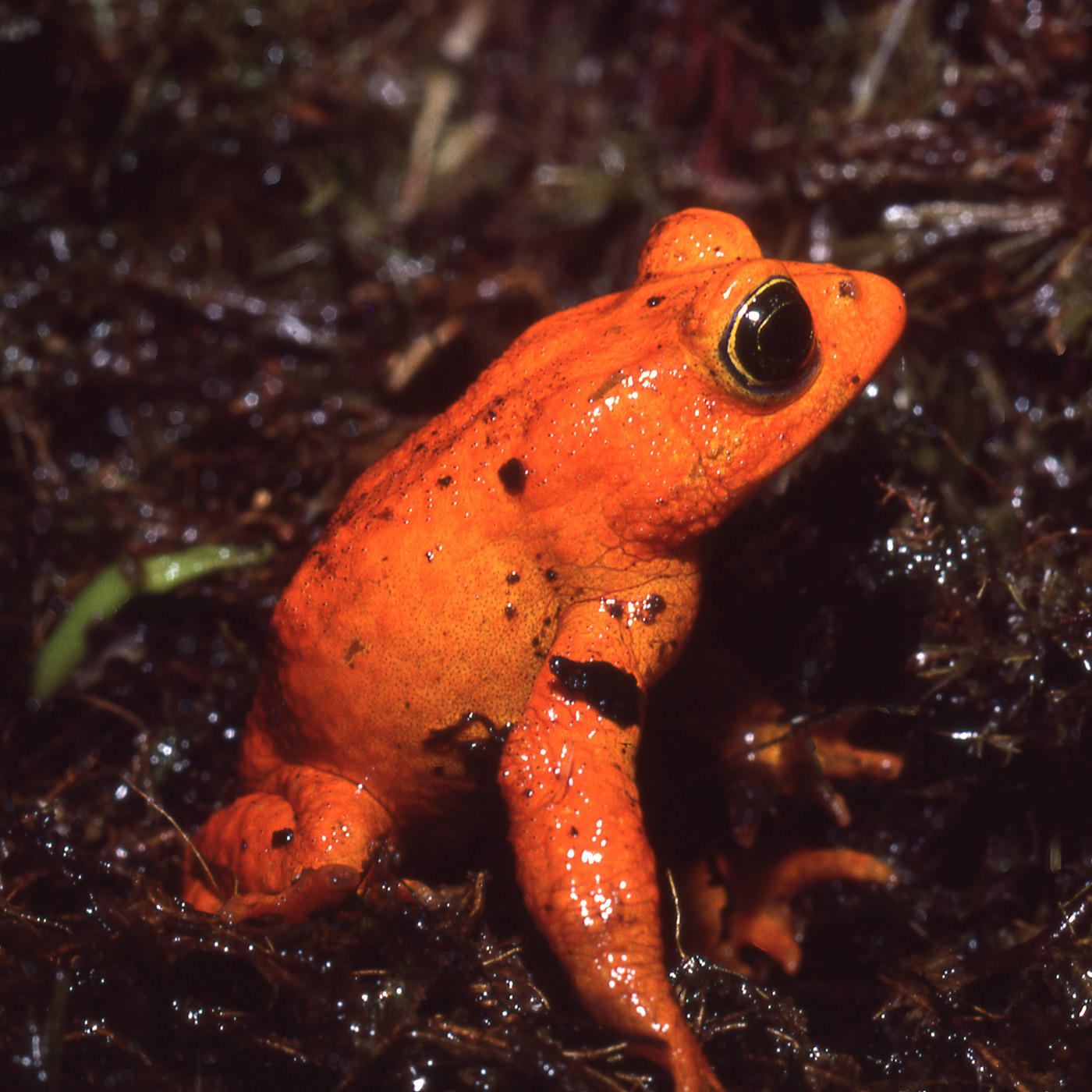 The Search for the Golden Toad and Other Adventures in the Wild