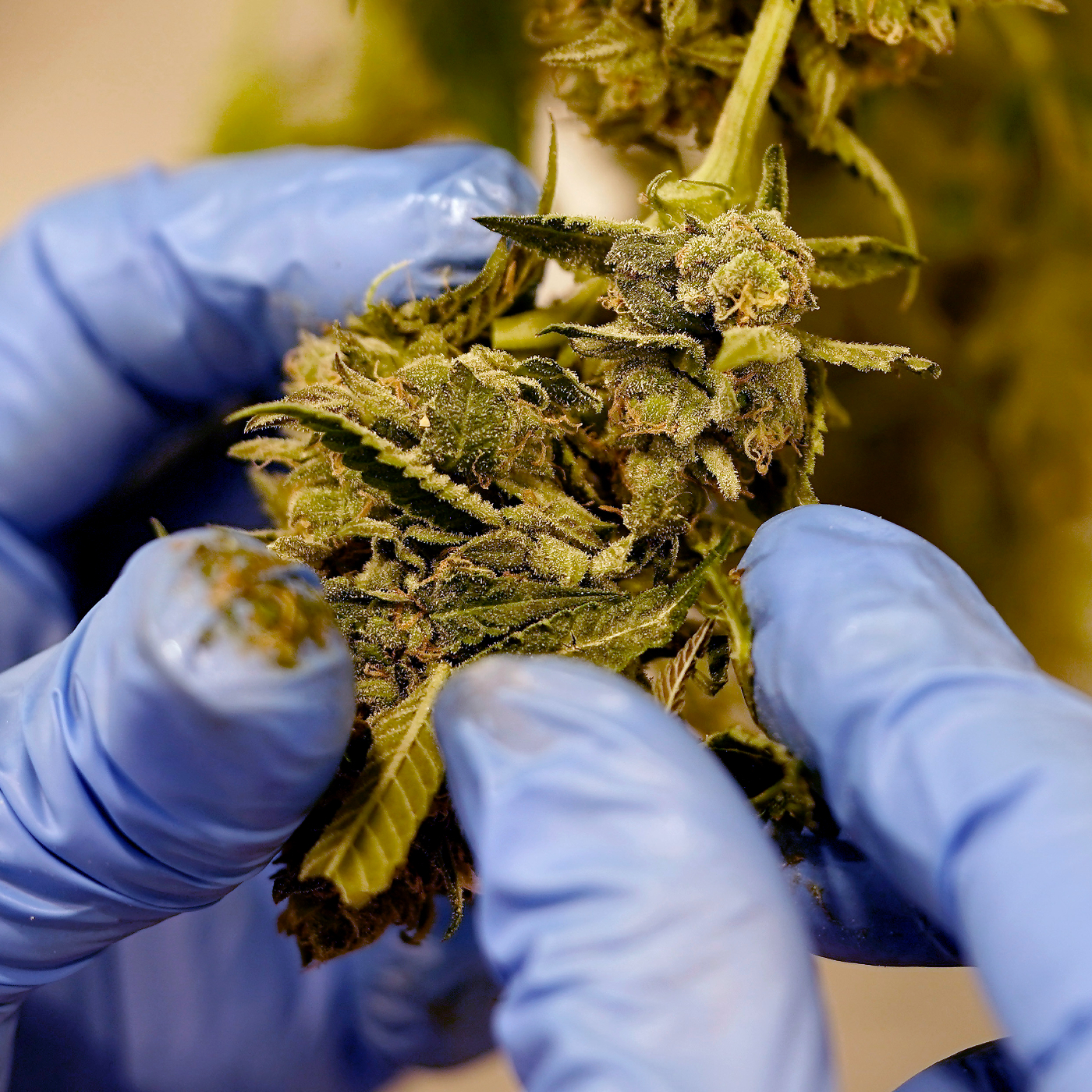 When Healthcare Meets the Law: Abortion, Cannabis, and Corporate Medicine
