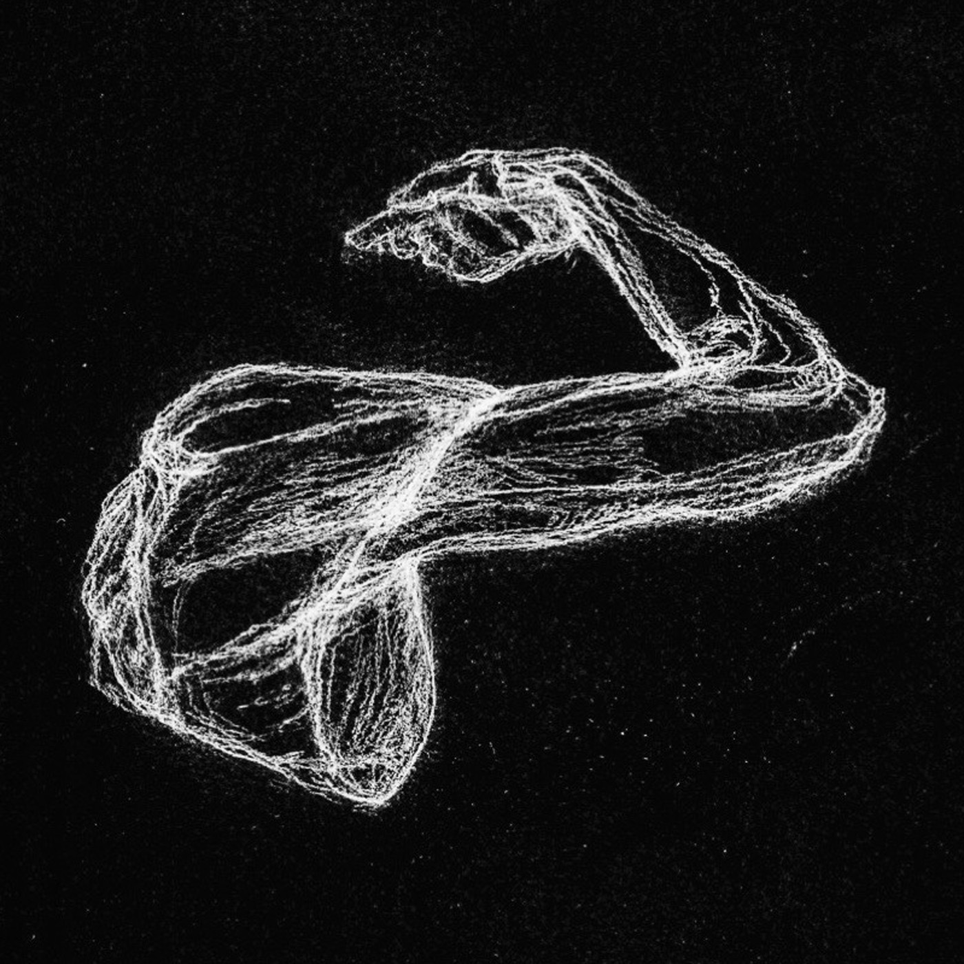 The Science and Beauty of Muscles