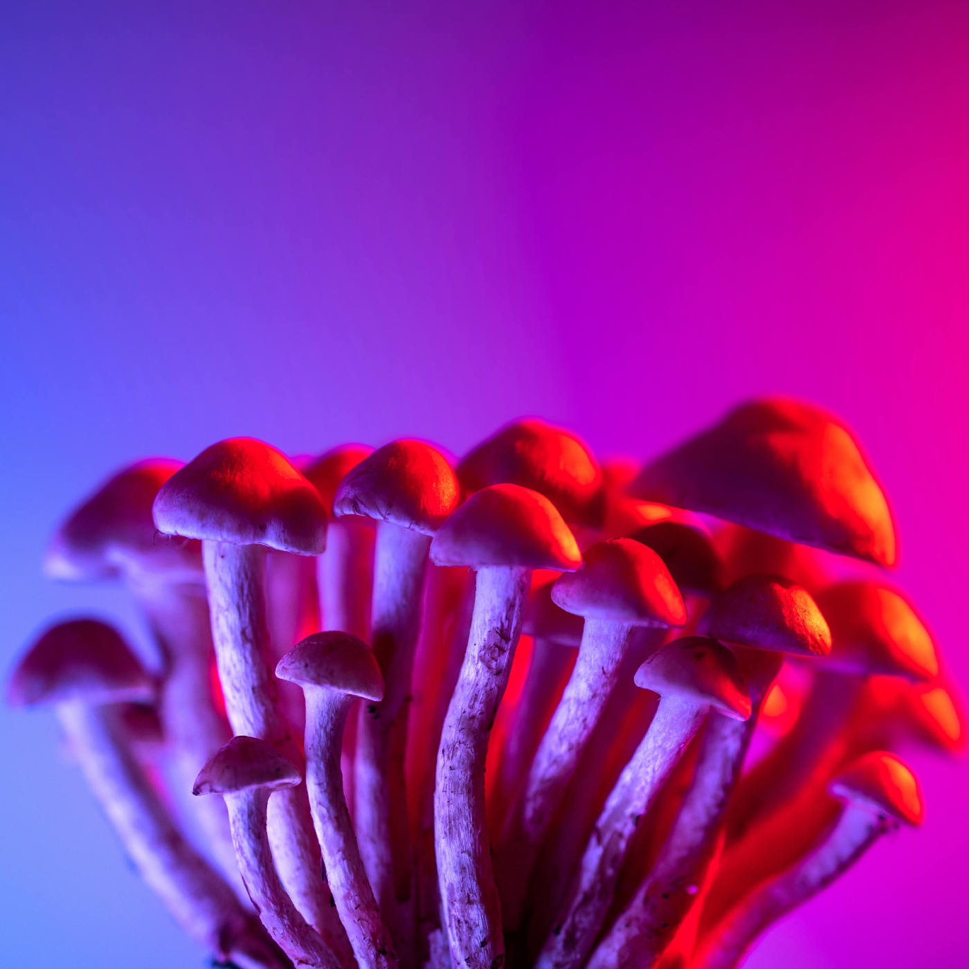 Healing with Psychedelics: Veterans, PTSD, and the Science of Mind-Altering Drugs