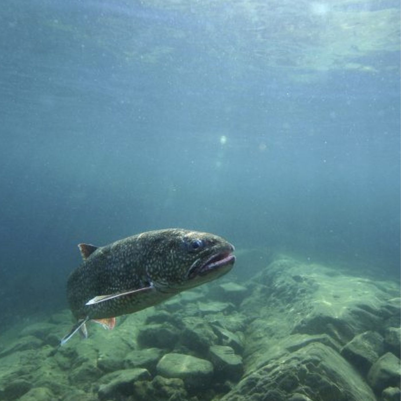 Fish have feelings too