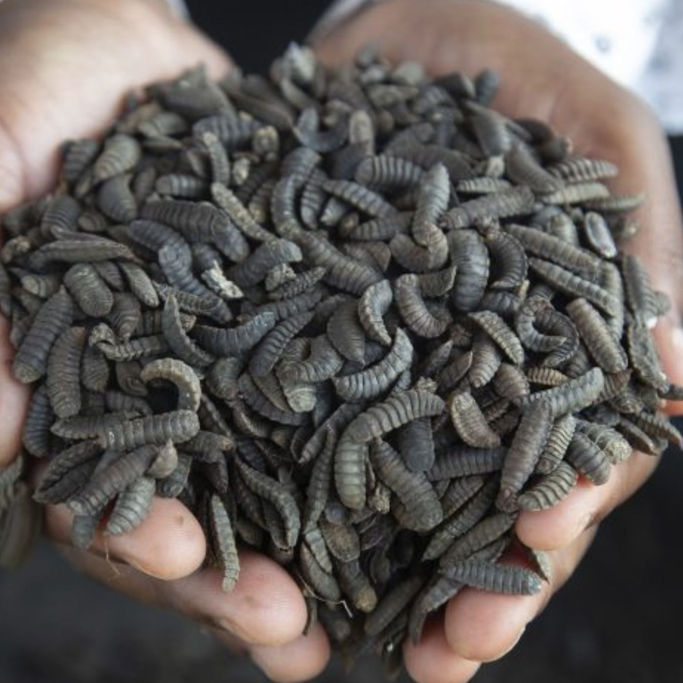 Why maggot farming may be the next big thing