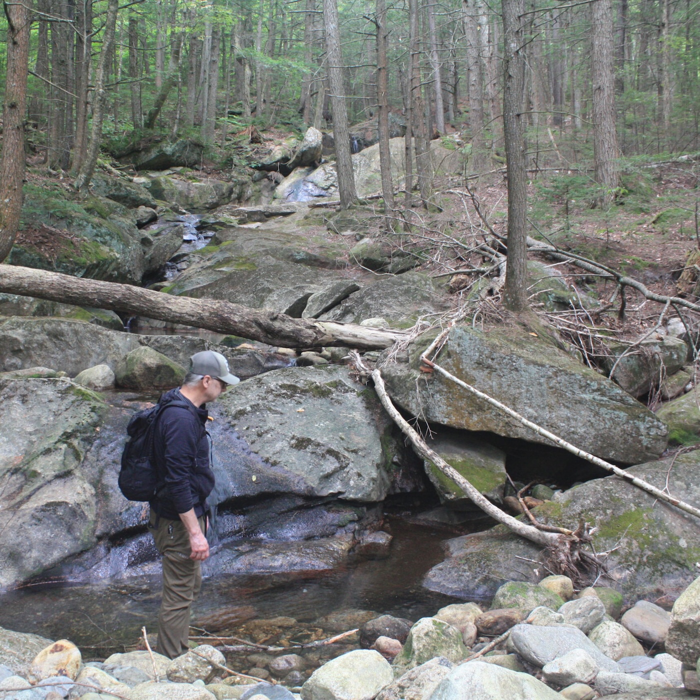 Plans to roll back roadless rule threatens a New England forest episode artwork