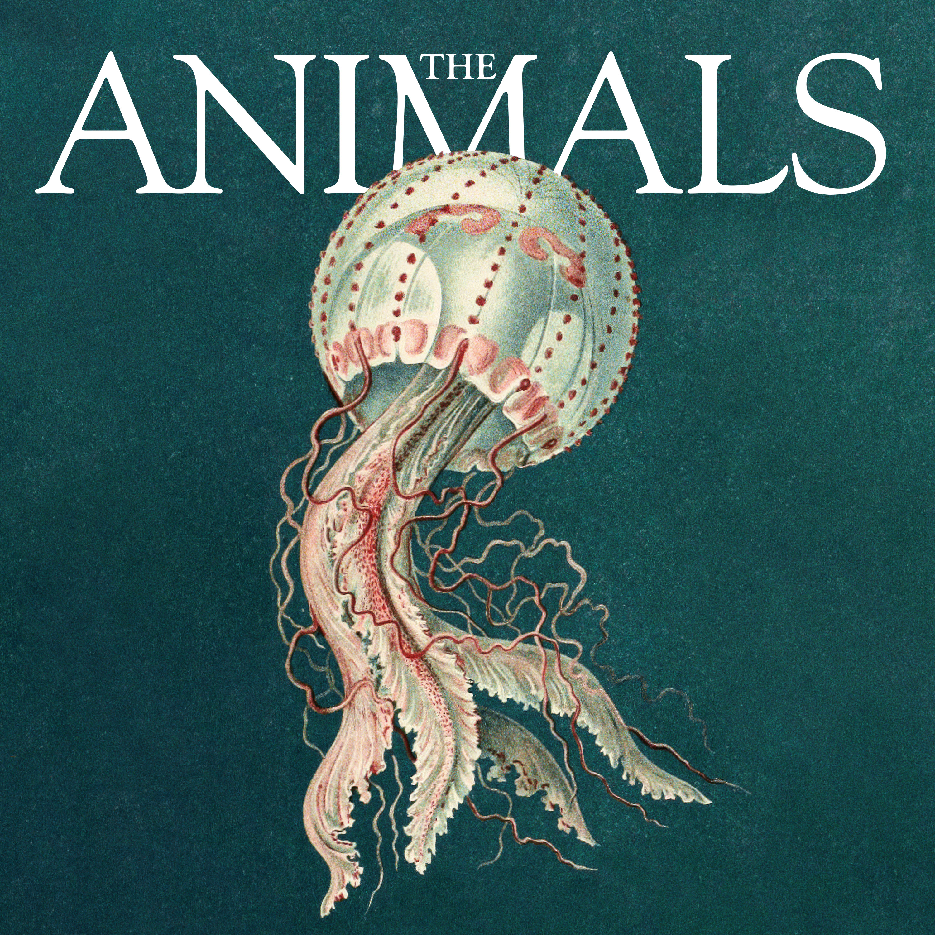 The Animals: Deirdre, Jellyfish
