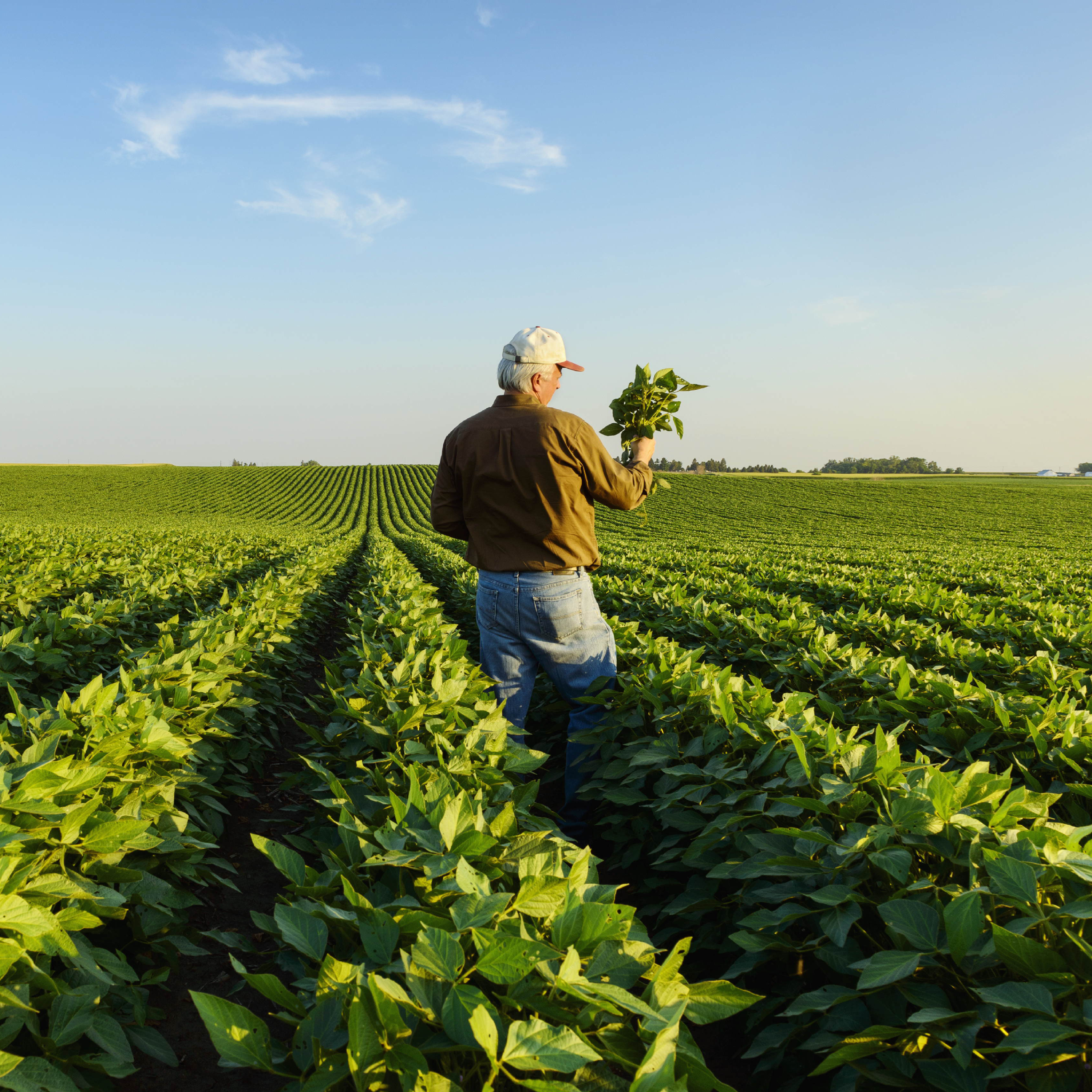 Trump’s Trade War Is Stressing Red State Farmers