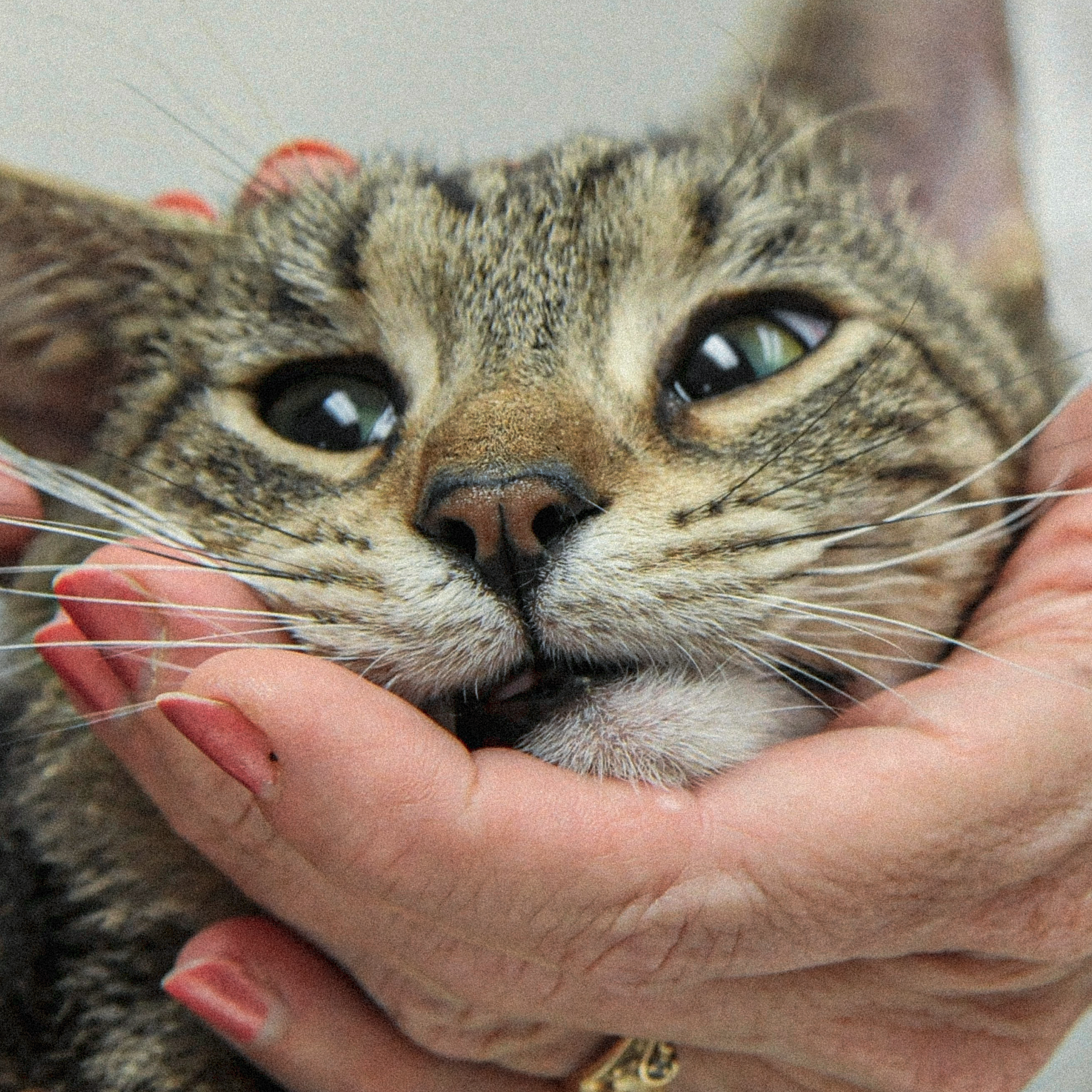 The Black Market for a Lifesaving Cat Drug