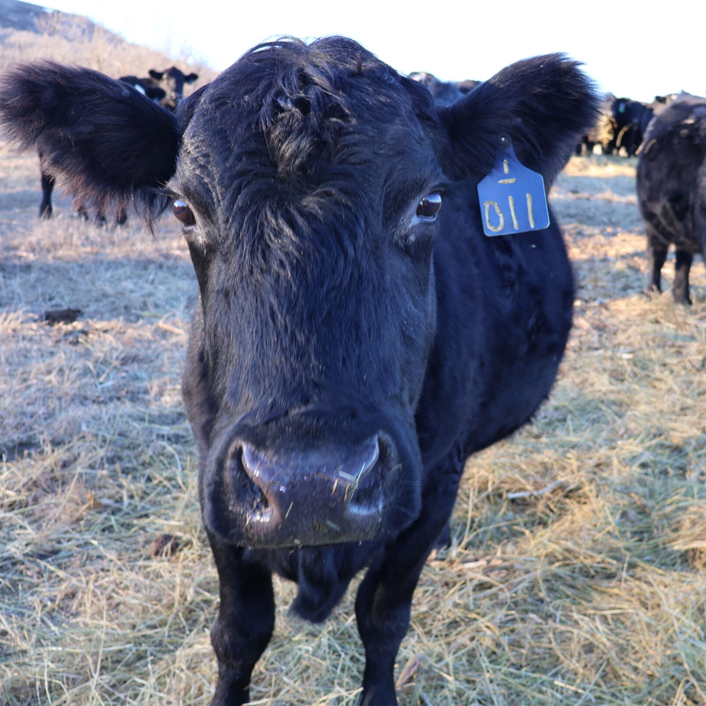 Ag industry watches cattle Ponzi scheme, crop insurance change episode artwork