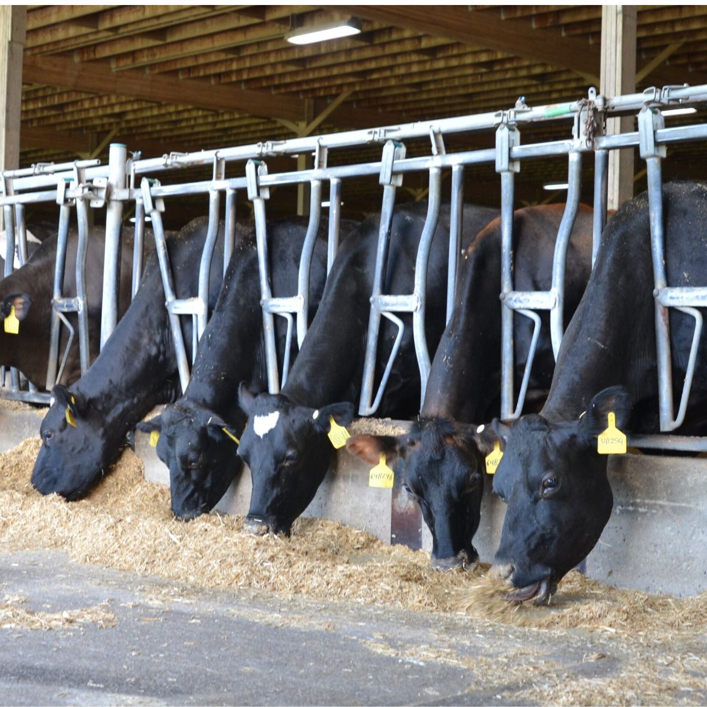 Challenges to dairy and pipeline permits episode artwork
