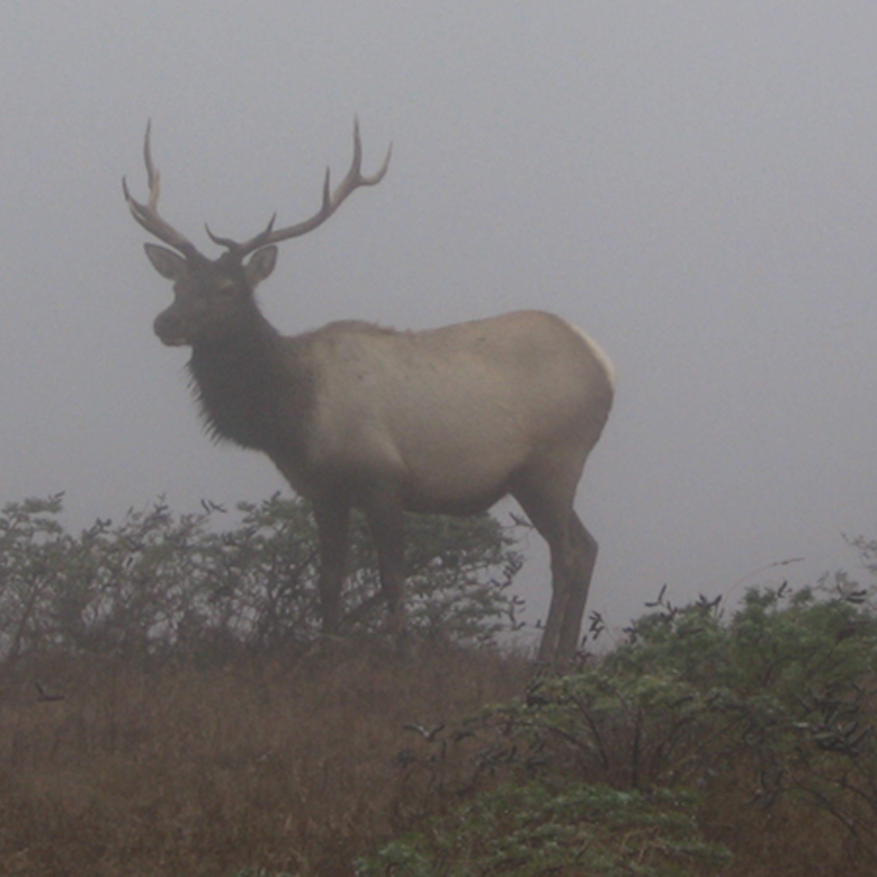 Wild Ideas Wild Ideas