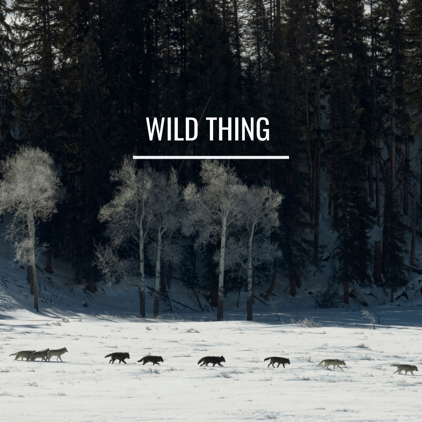 Moose