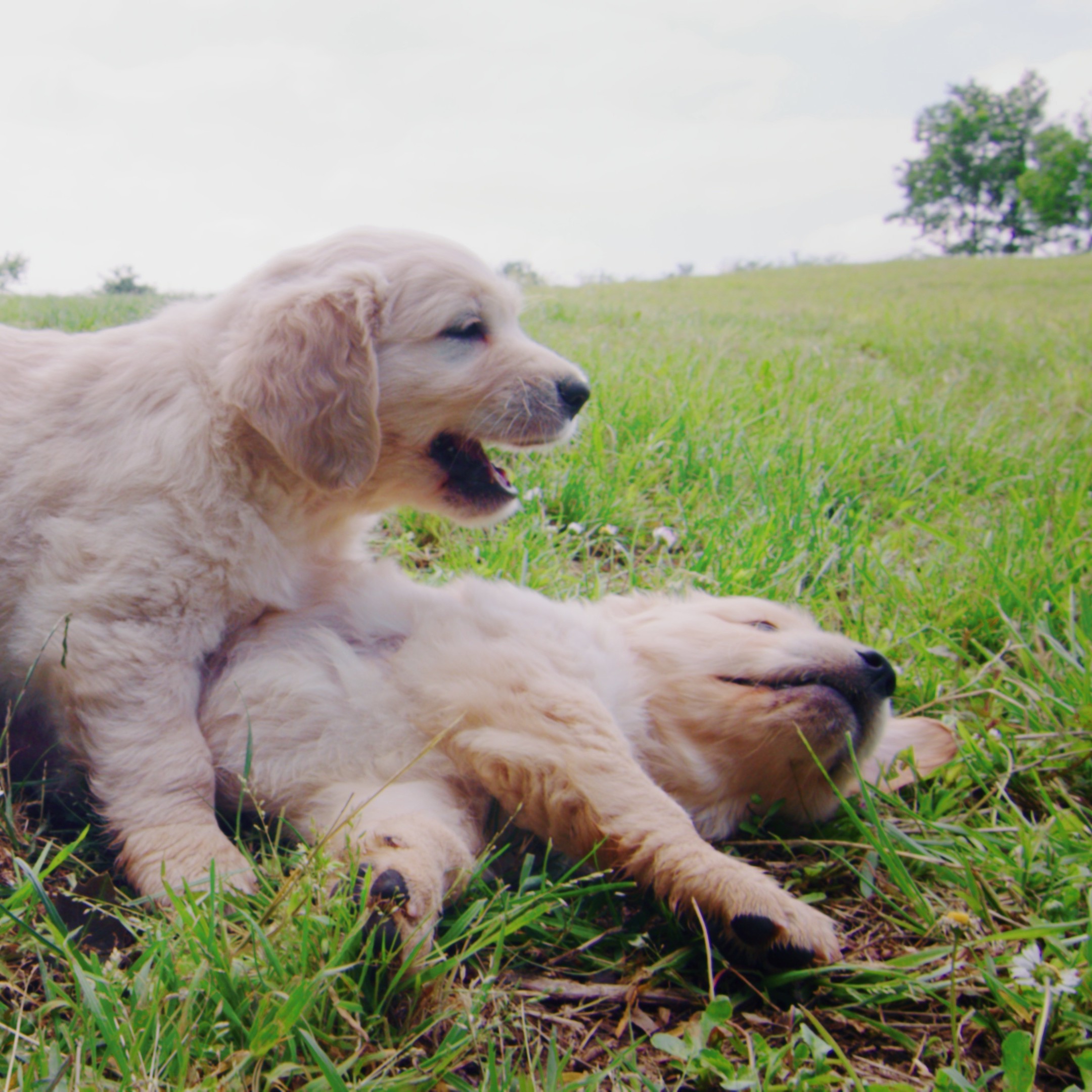 Why are brothers and sisters so annoying?