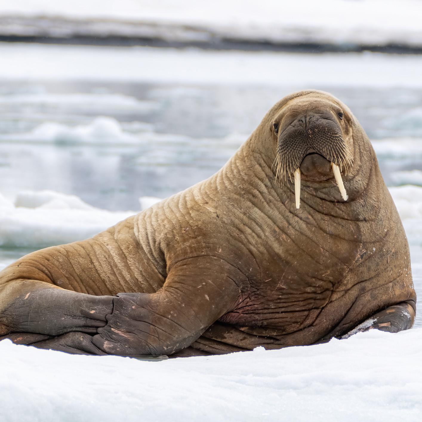 Why do walruses look so weird?