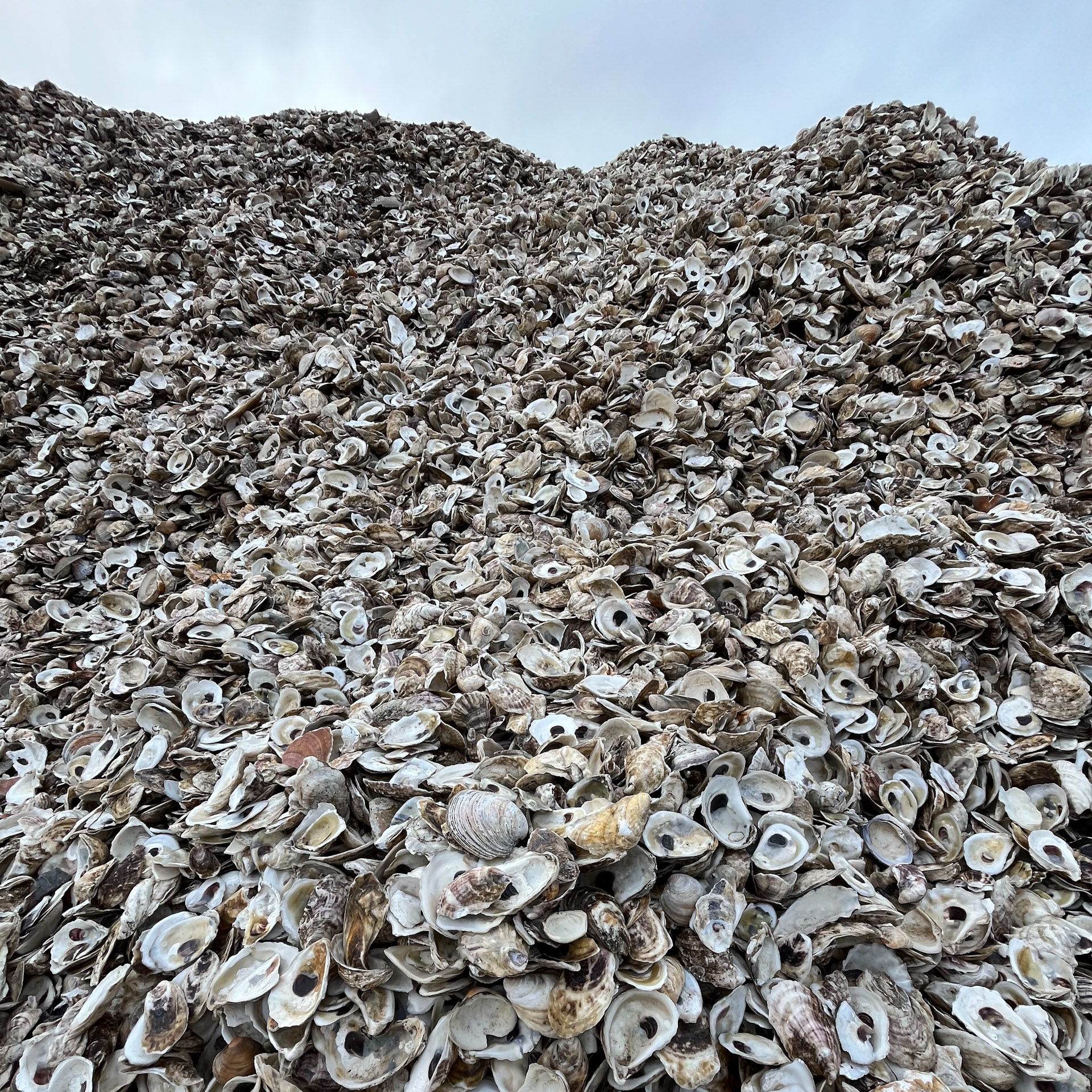 How do oysters make their shells? How do oysters make their shells?