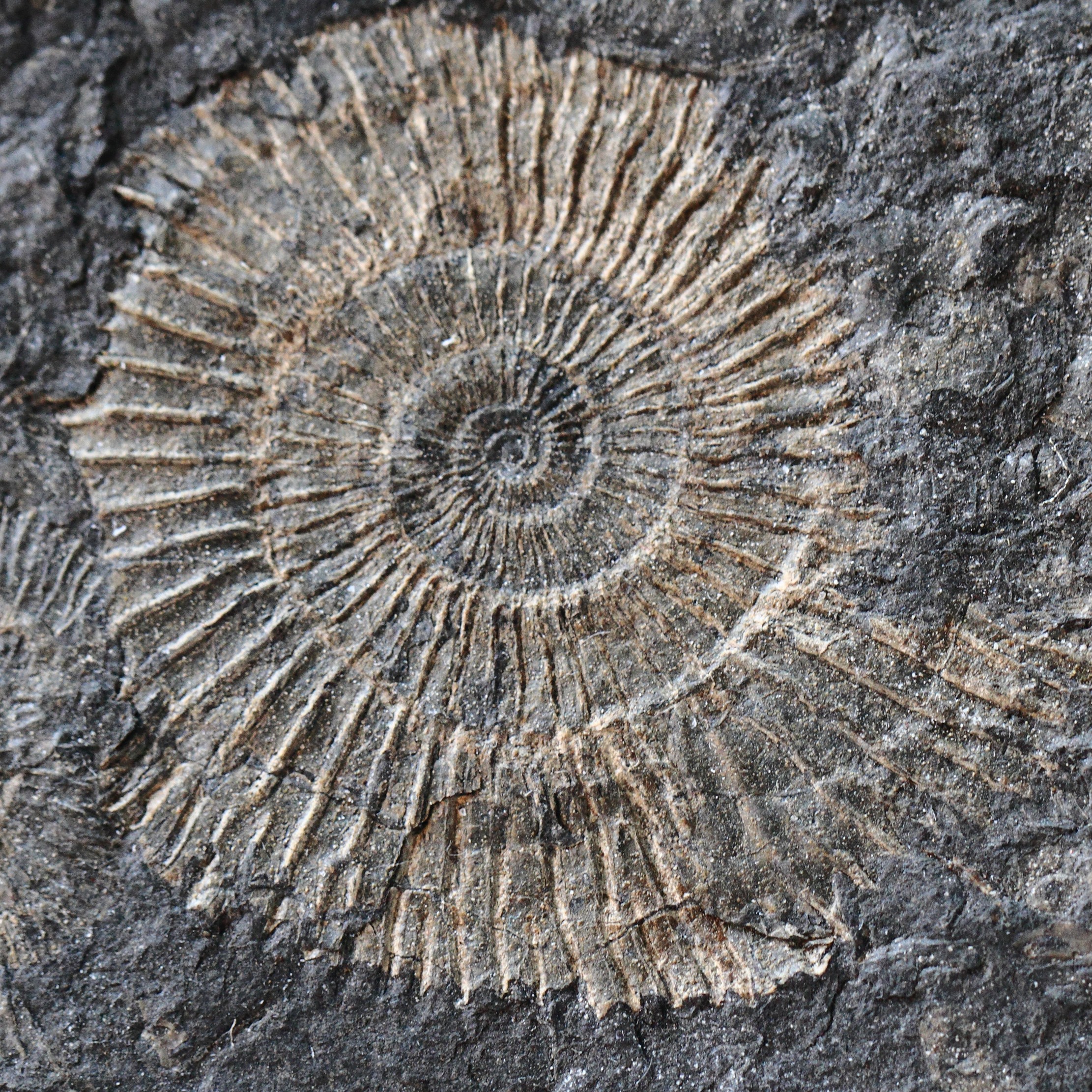 What are fossils?