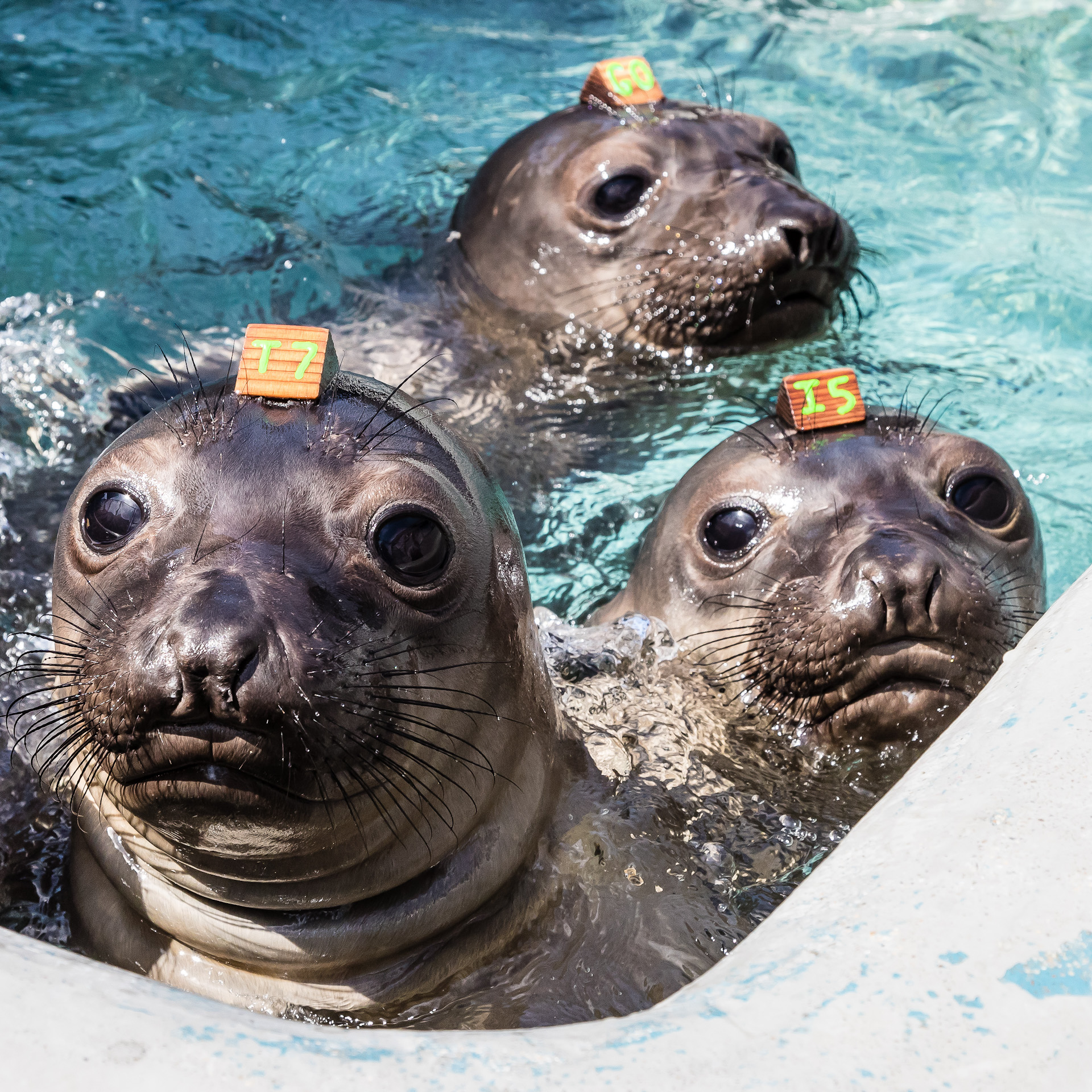 cover of episode What’s a seal? What’s a sea lion?