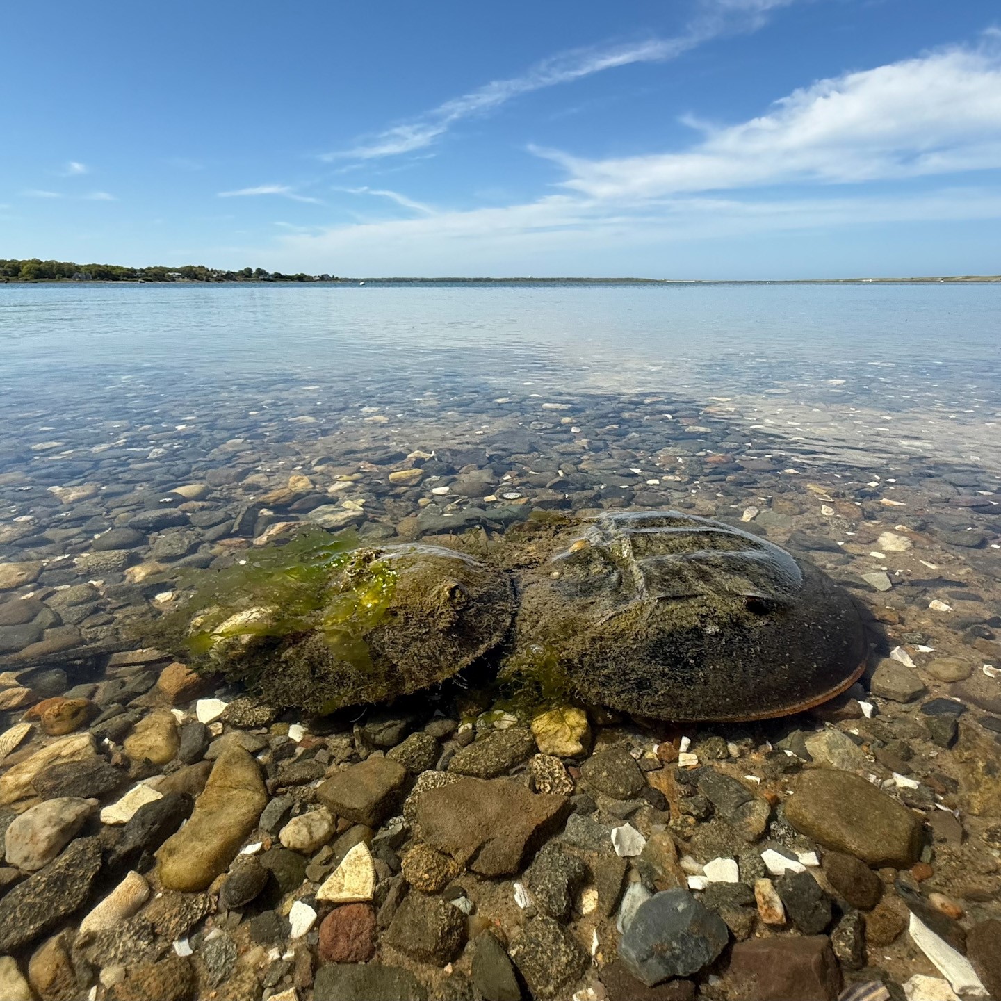 cover of episode Are horseshoe crabs…crabs?