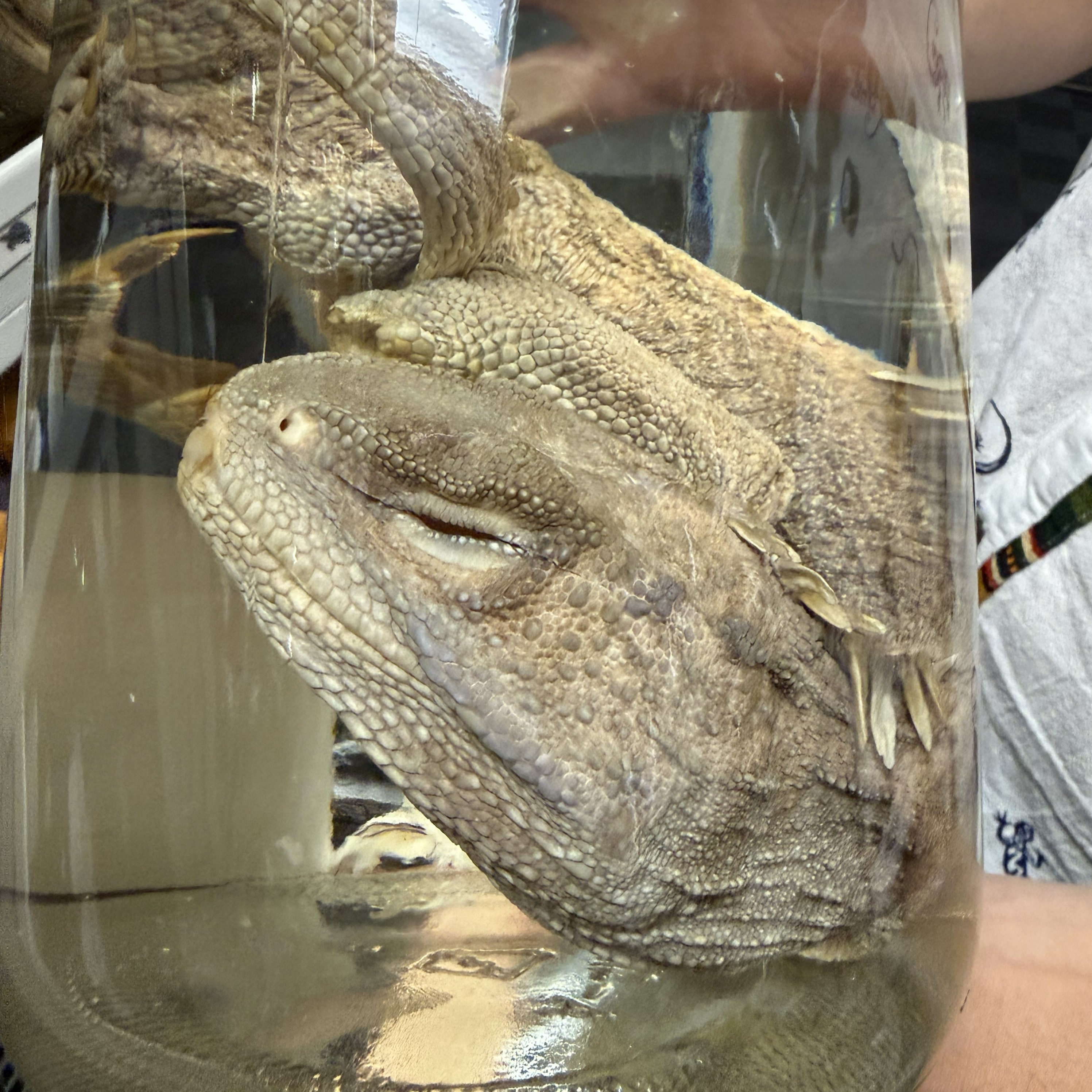 Are Komodo dragons really dragons?