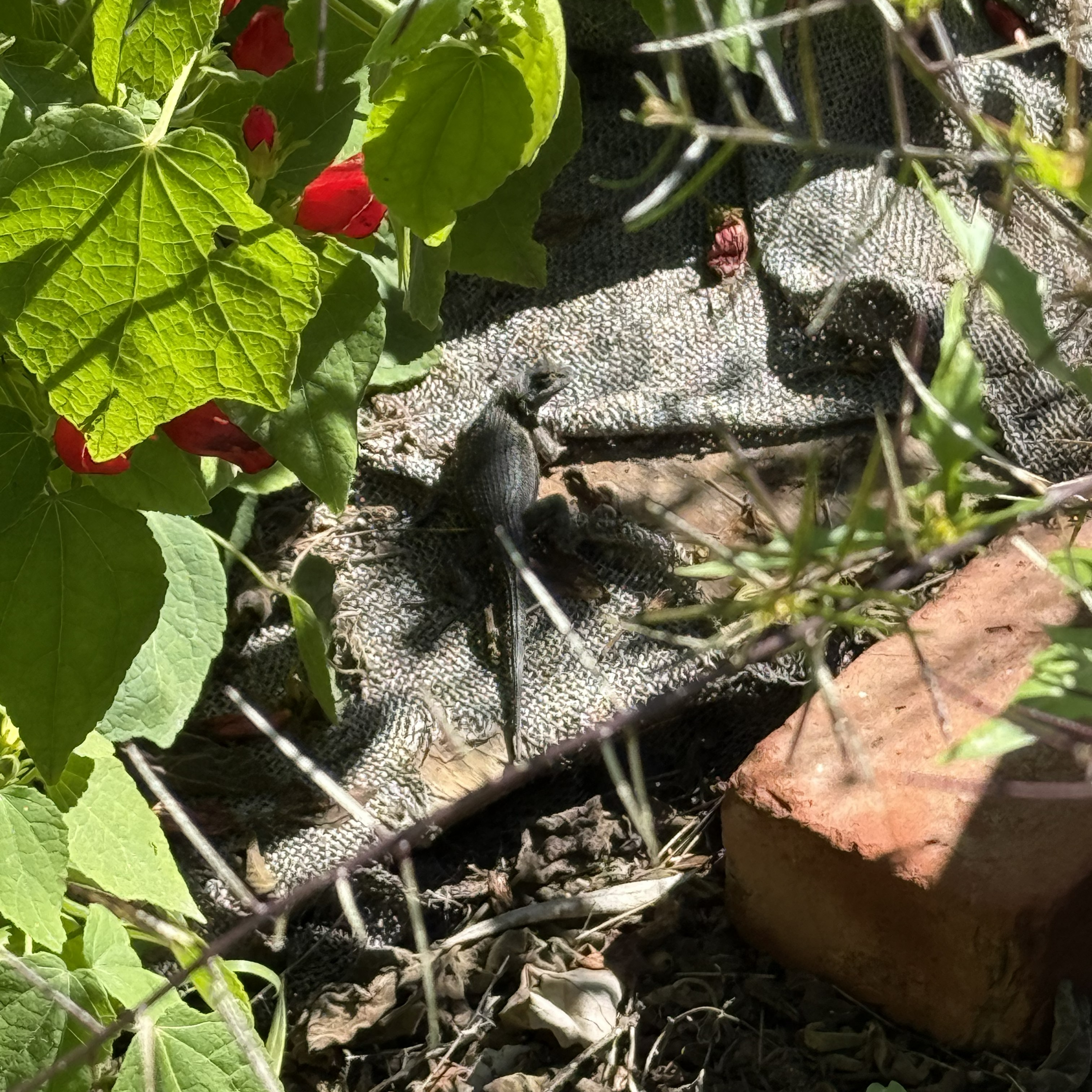 How do lizards grow their tails back?