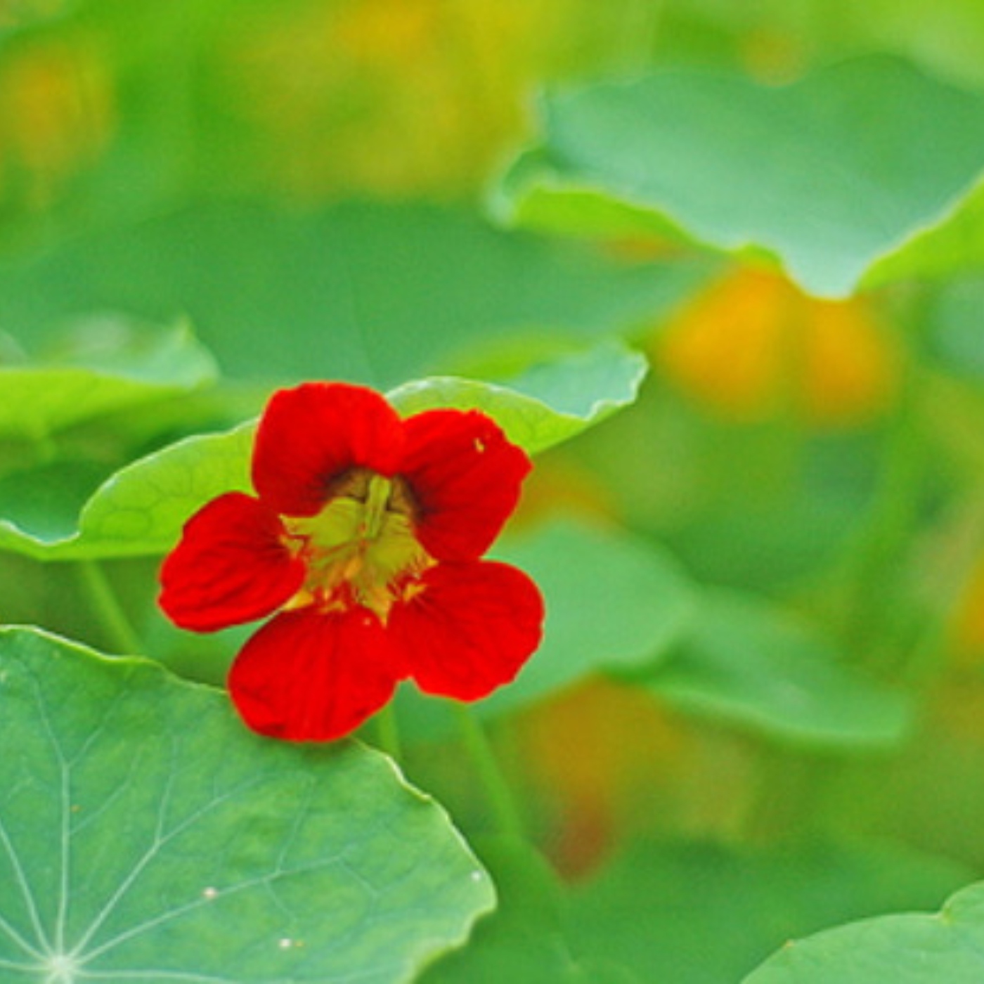 Nasturtiums