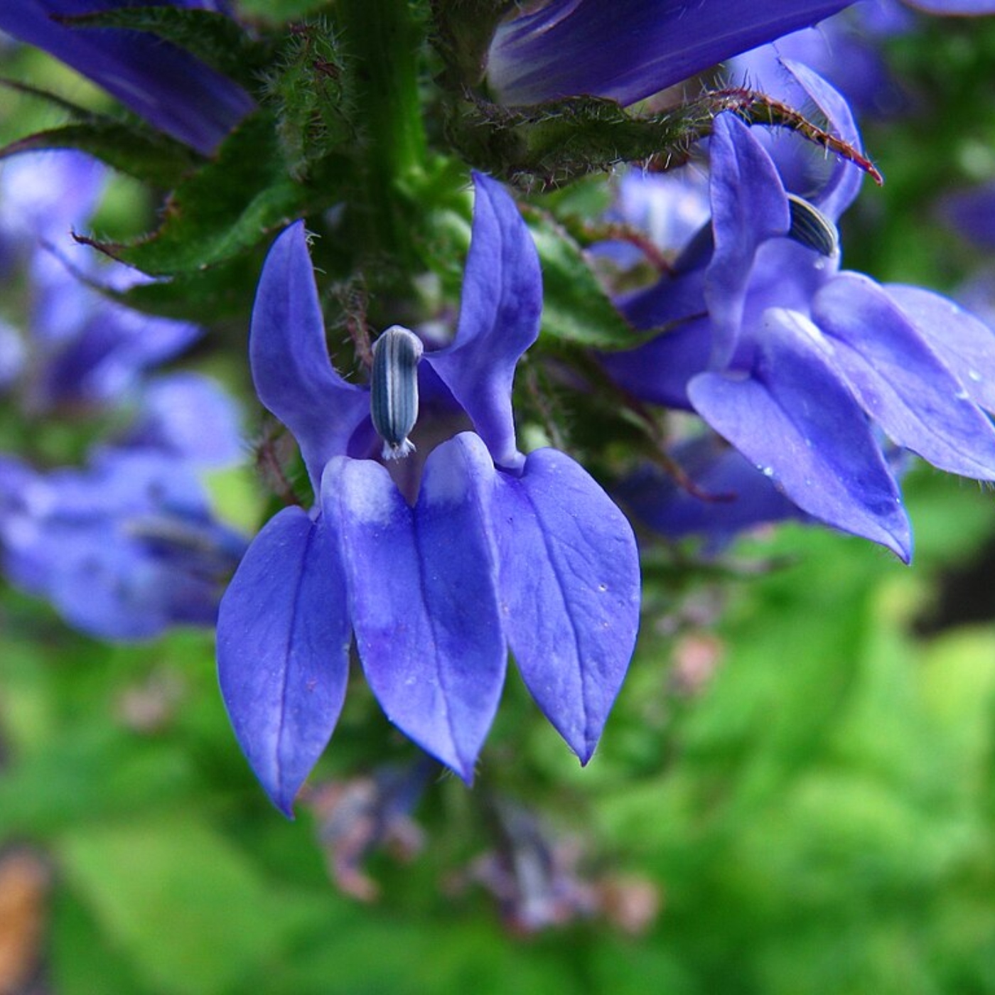 Our Native Lobelia
