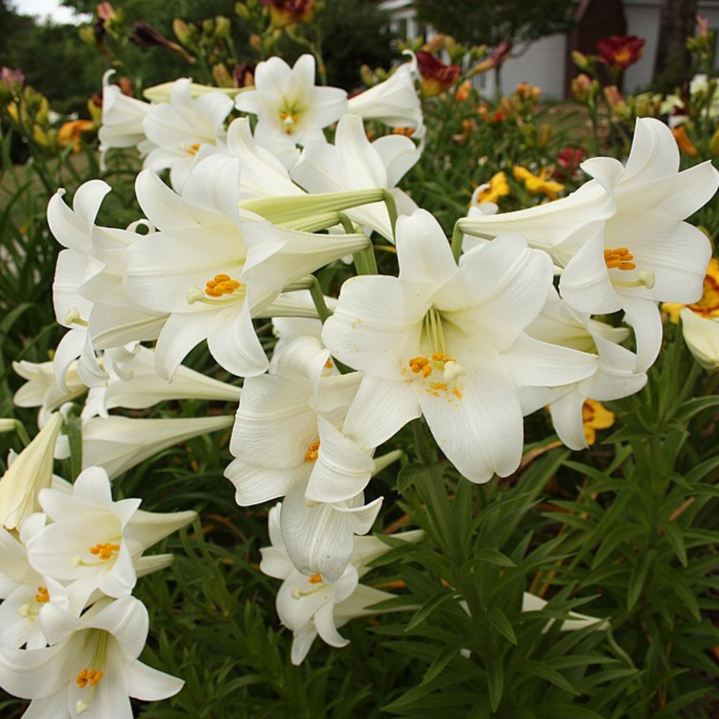 Planting Easter Lilies