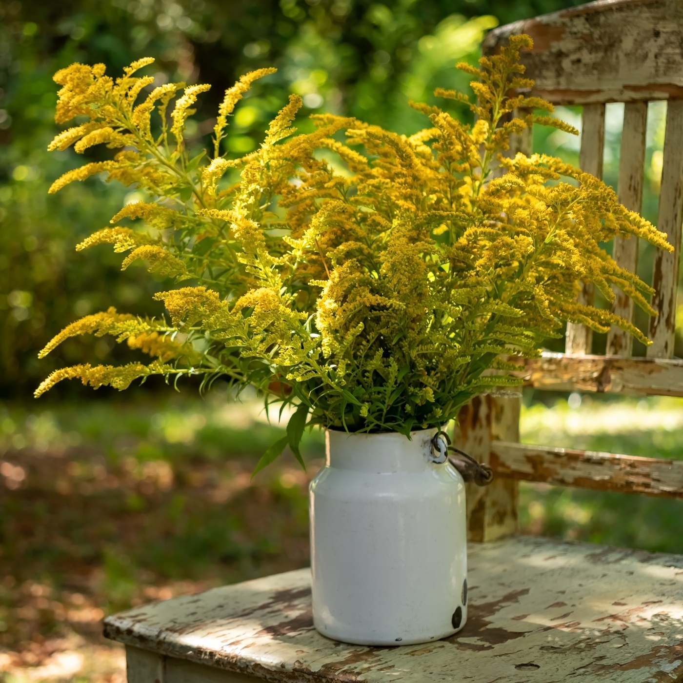 Our Native Solidago