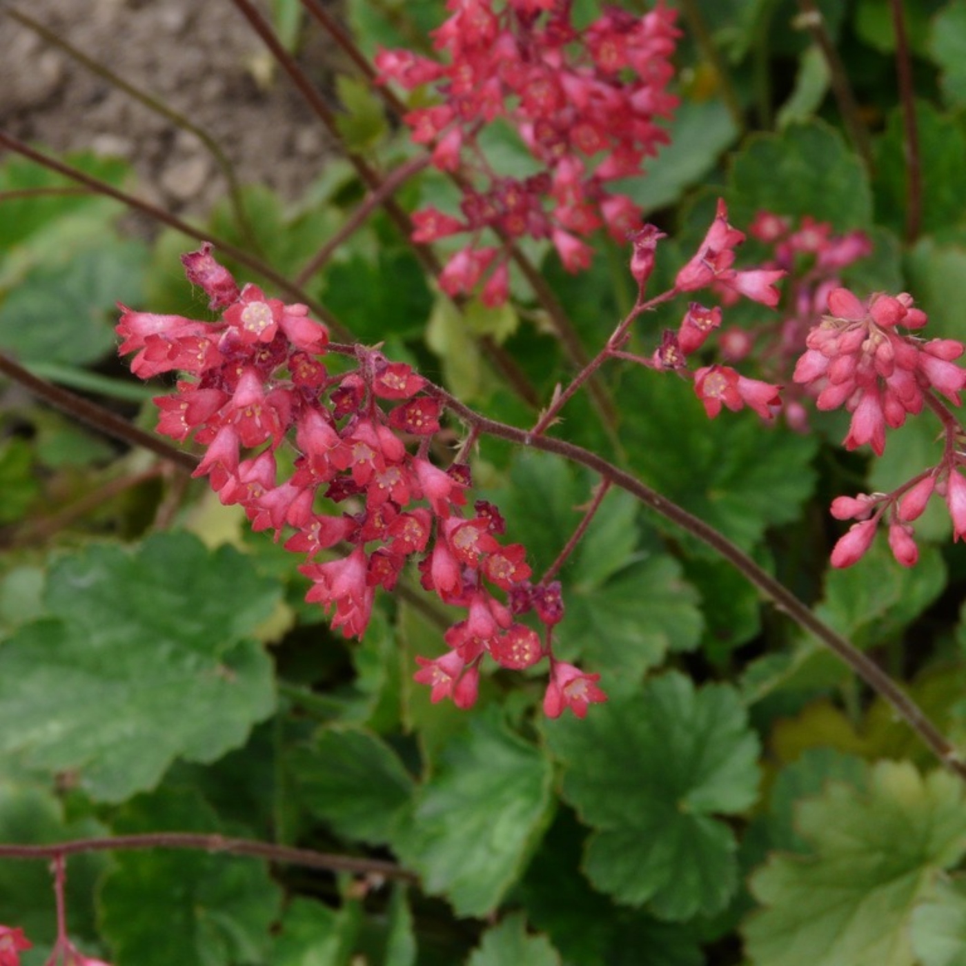 Heuchera sanguinea