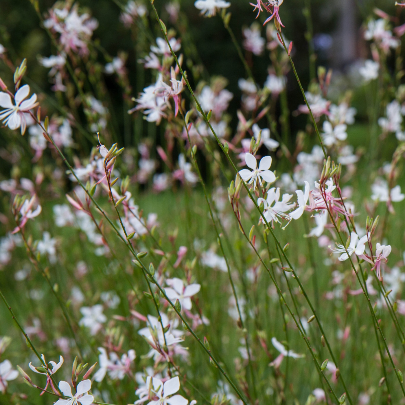 Gaura