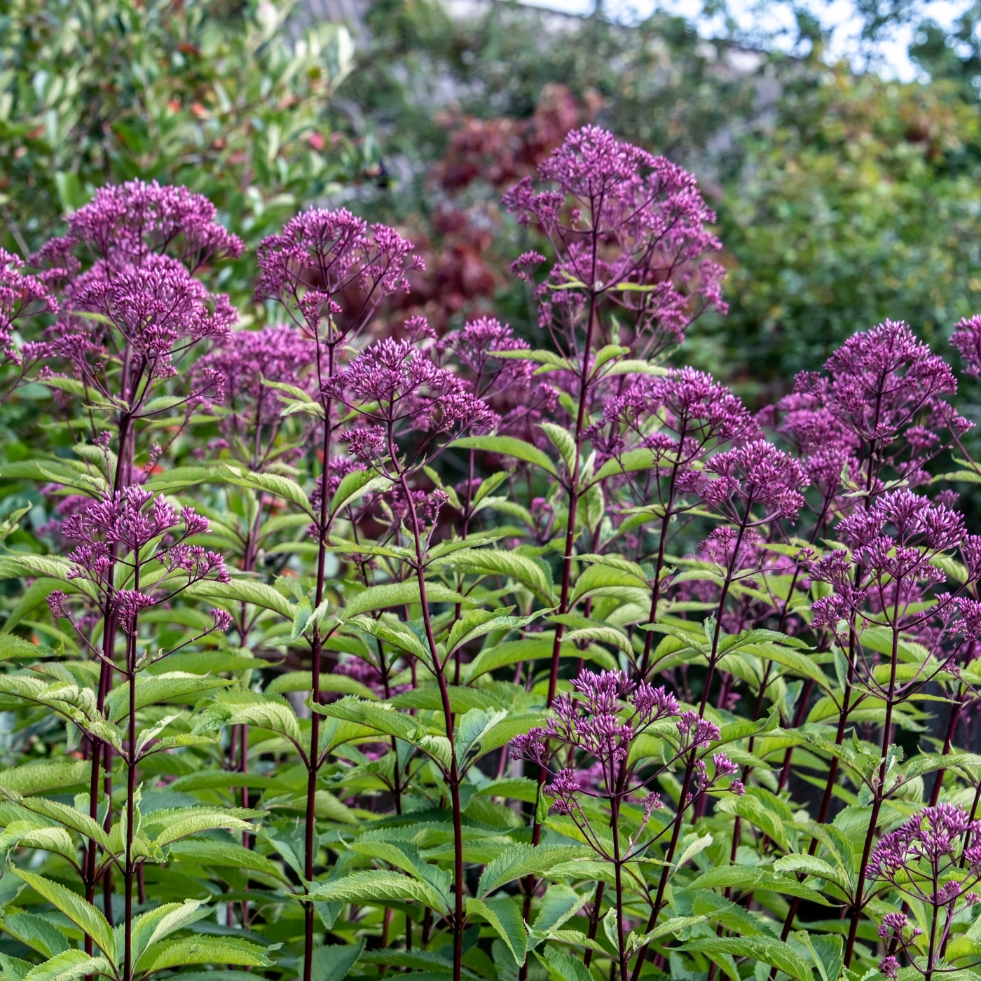 Eupatorium purpureum