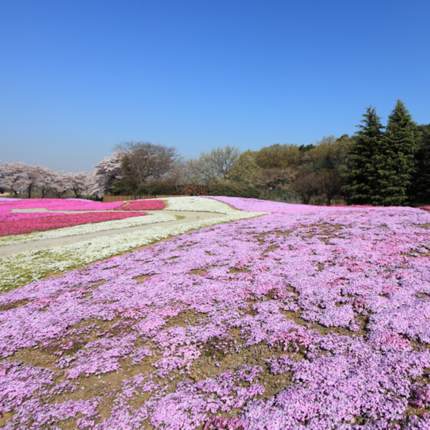 Groundcover Phlox