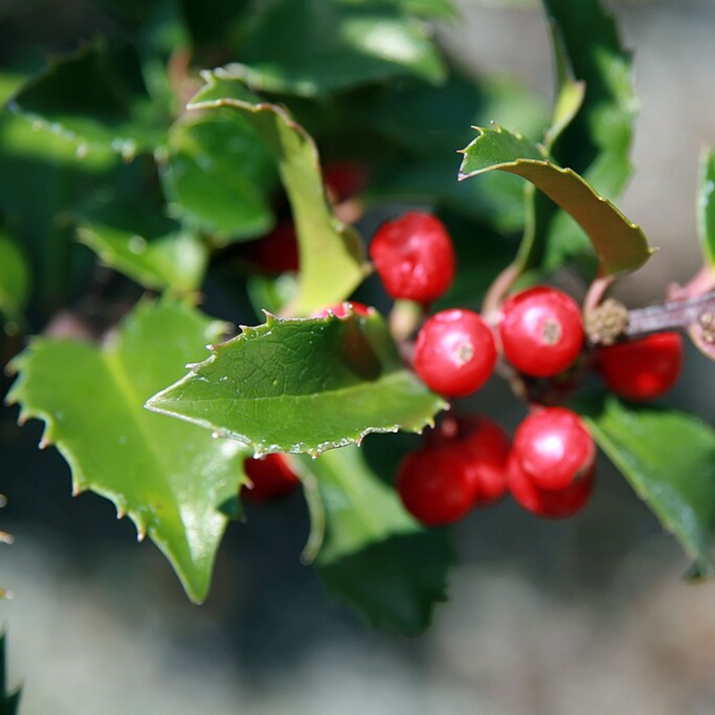 Evergreen Holly