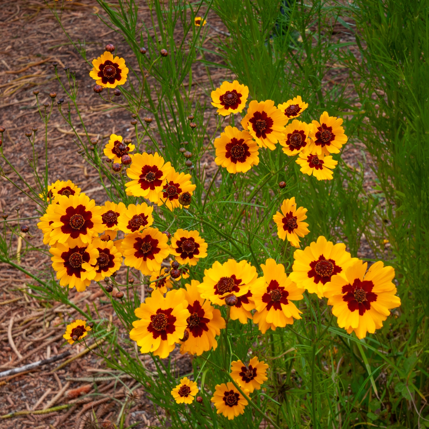 Tickseed