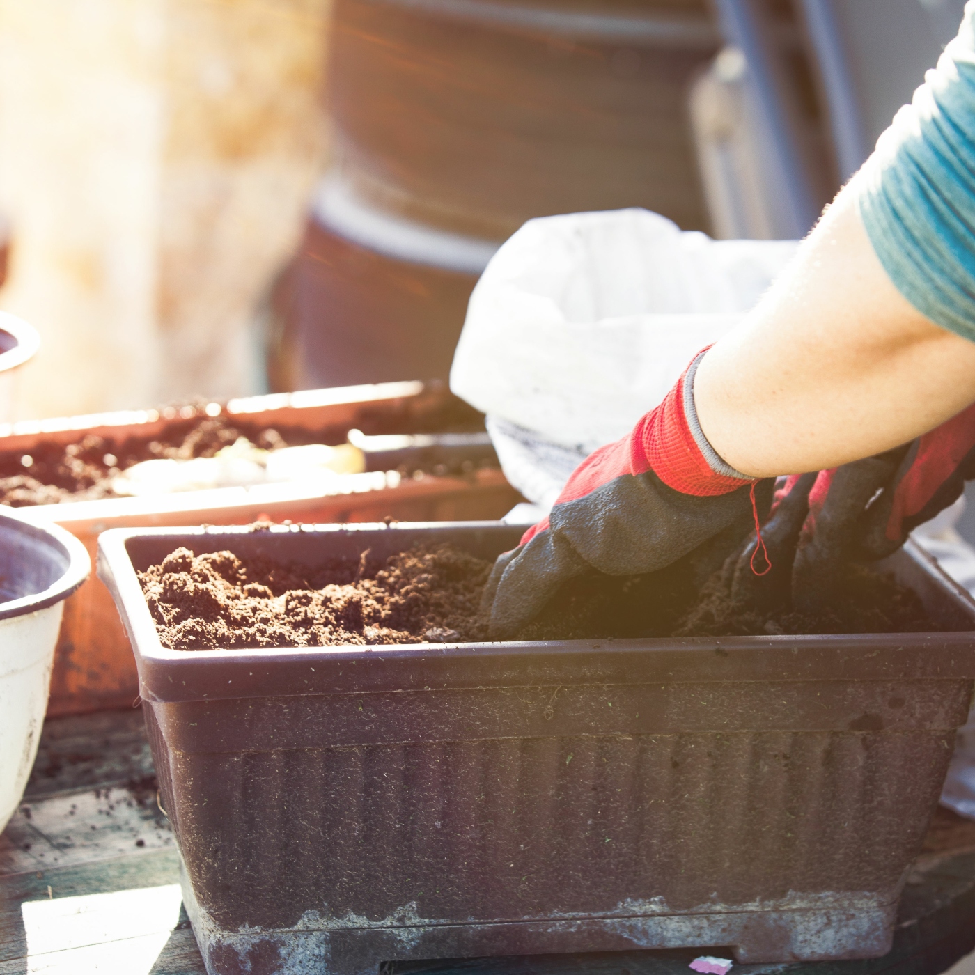 Container Preparations: New, Rich Soil and Good Drainage Holes