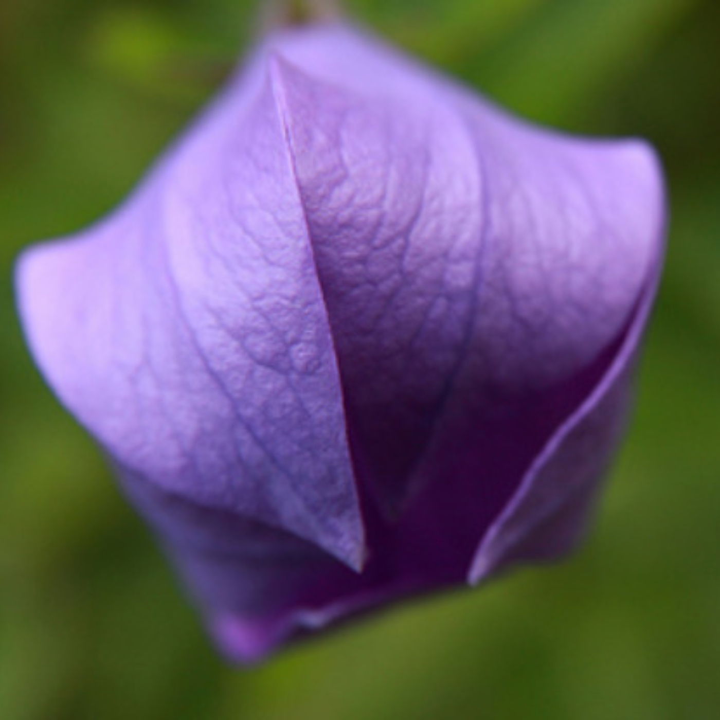 Balloon Flowers
