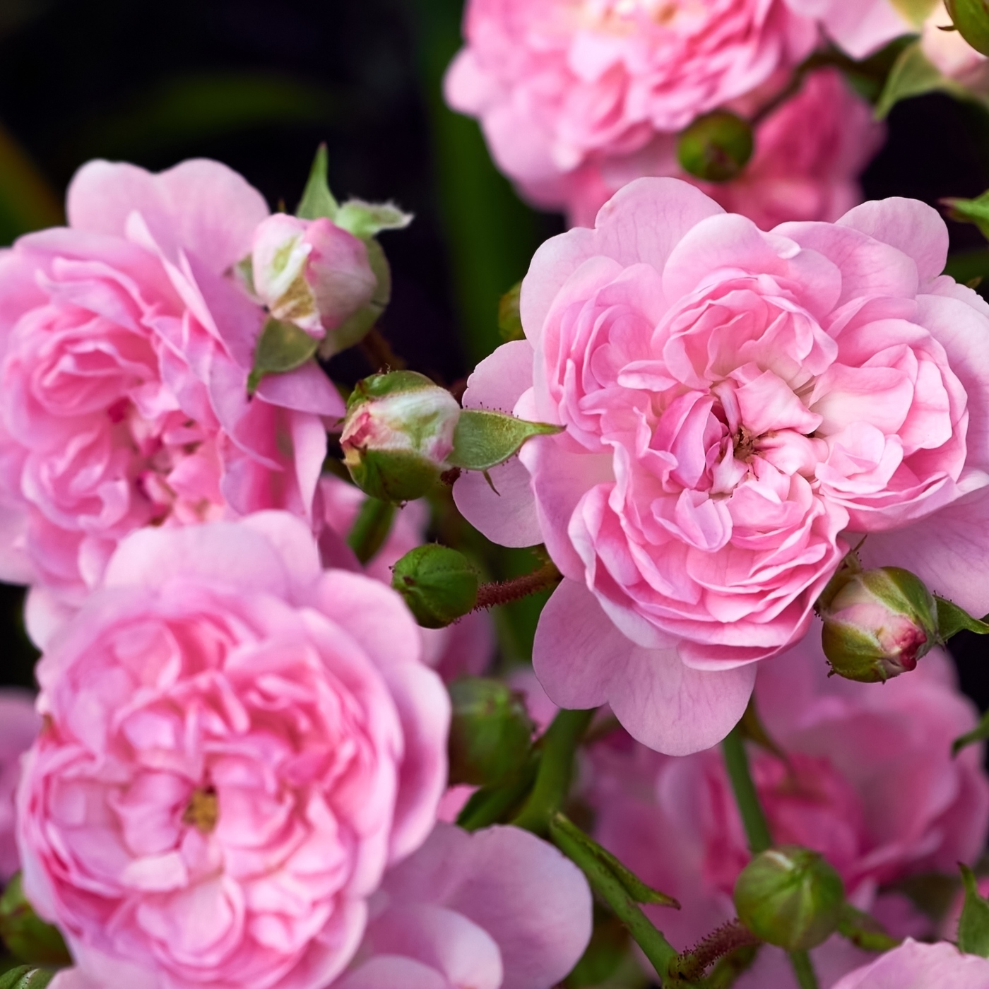 The Fairy Rose