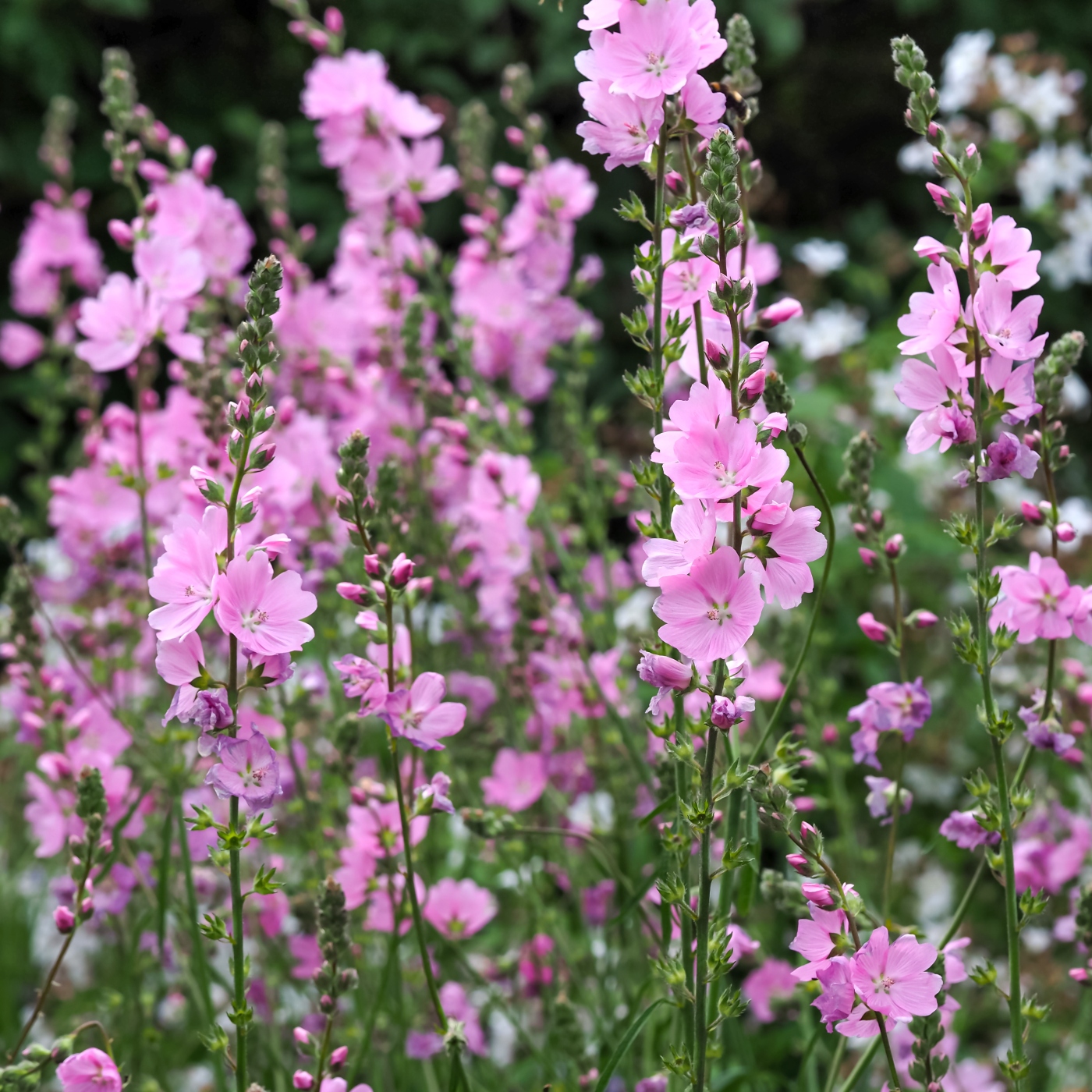 Native Sidalcea