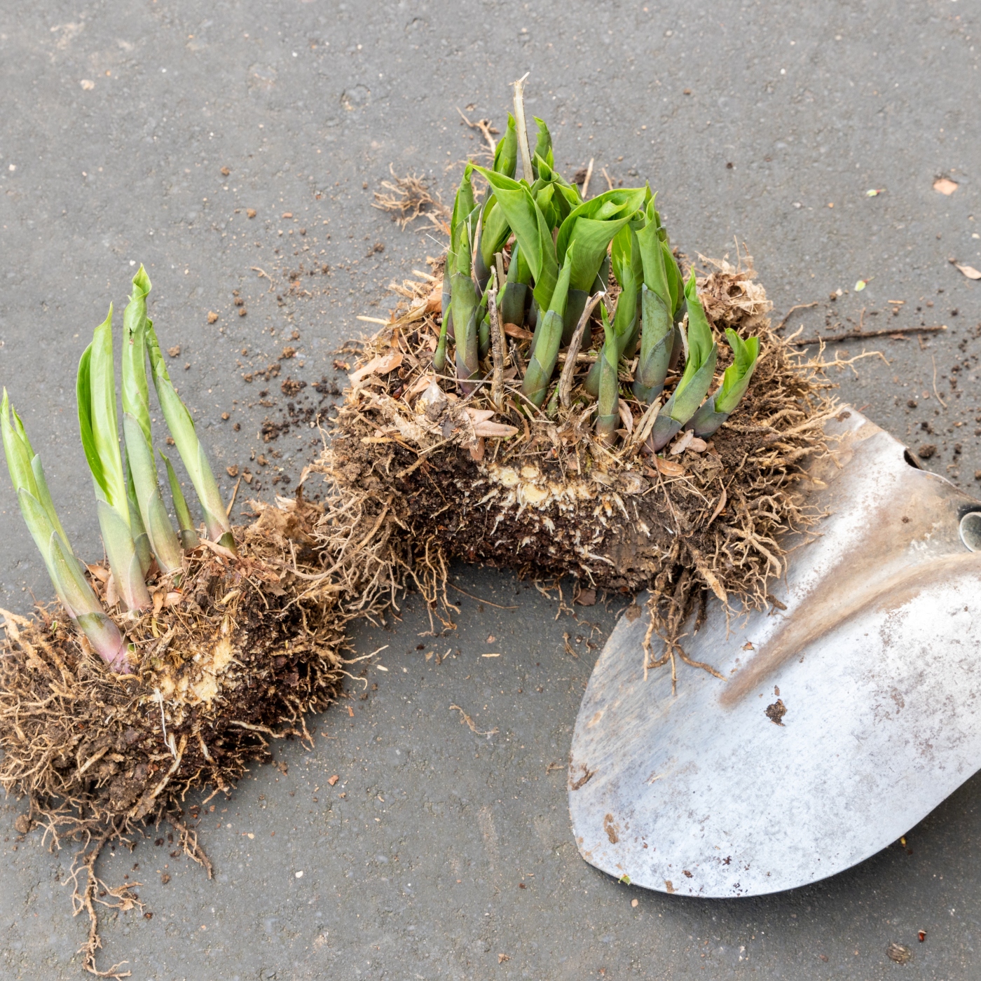 Dividing Plants