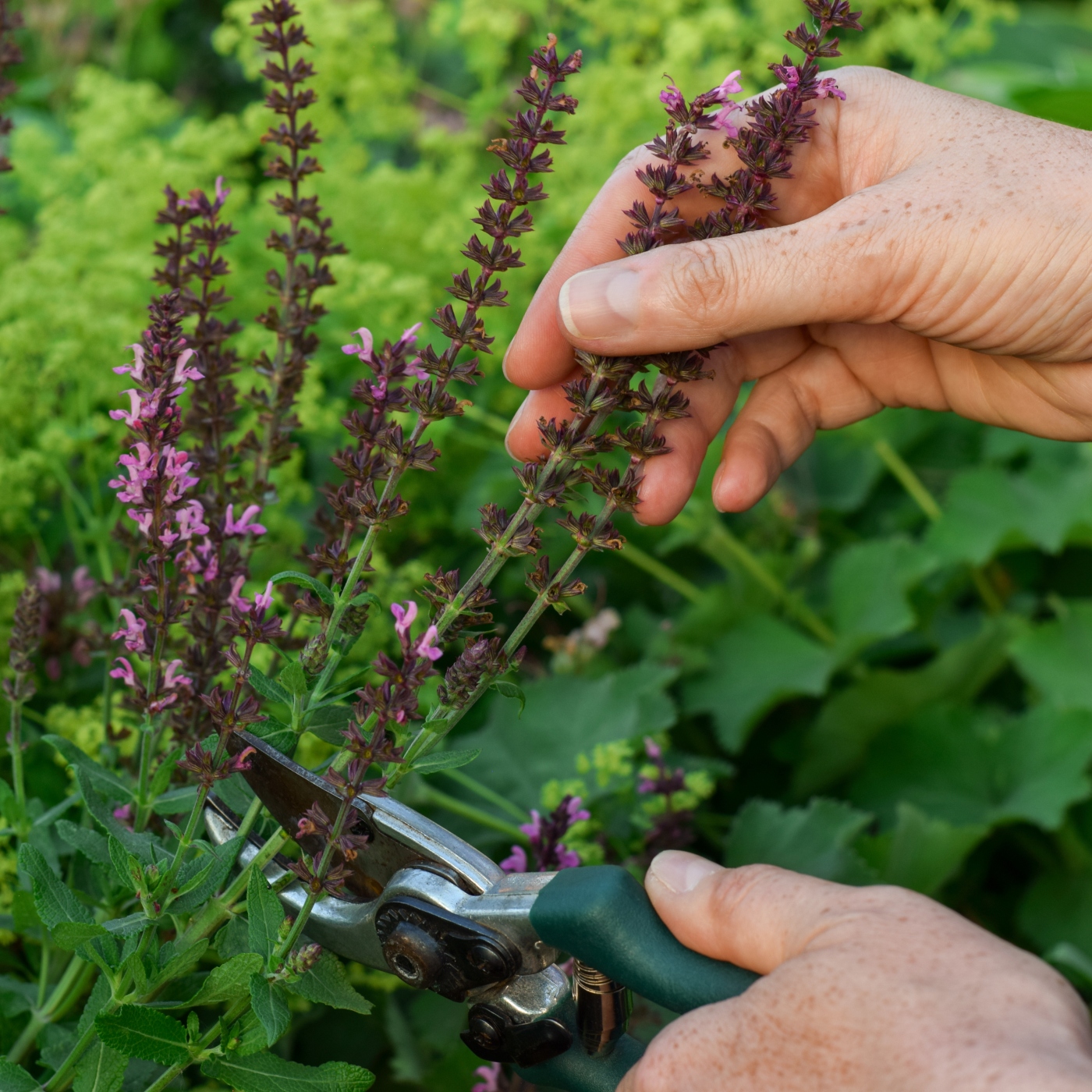 Deadheading Spent Blooms