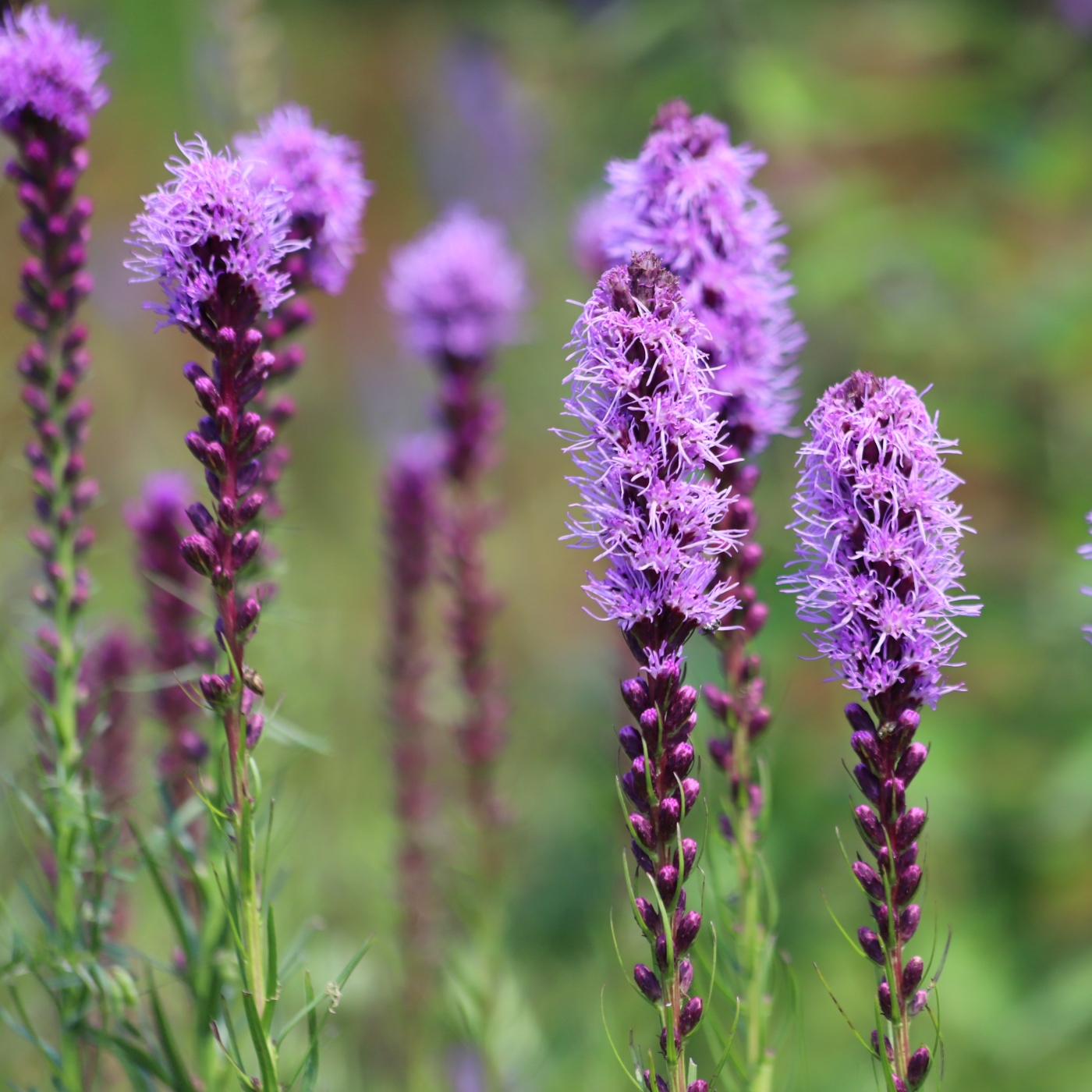 Our Native Liatris