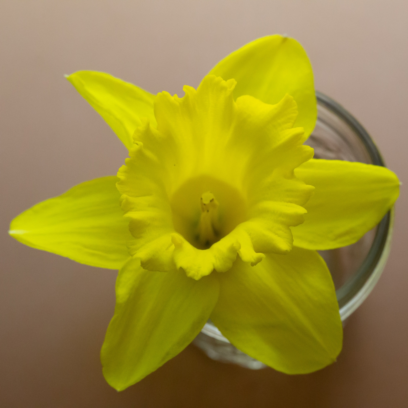 Flower Anchors