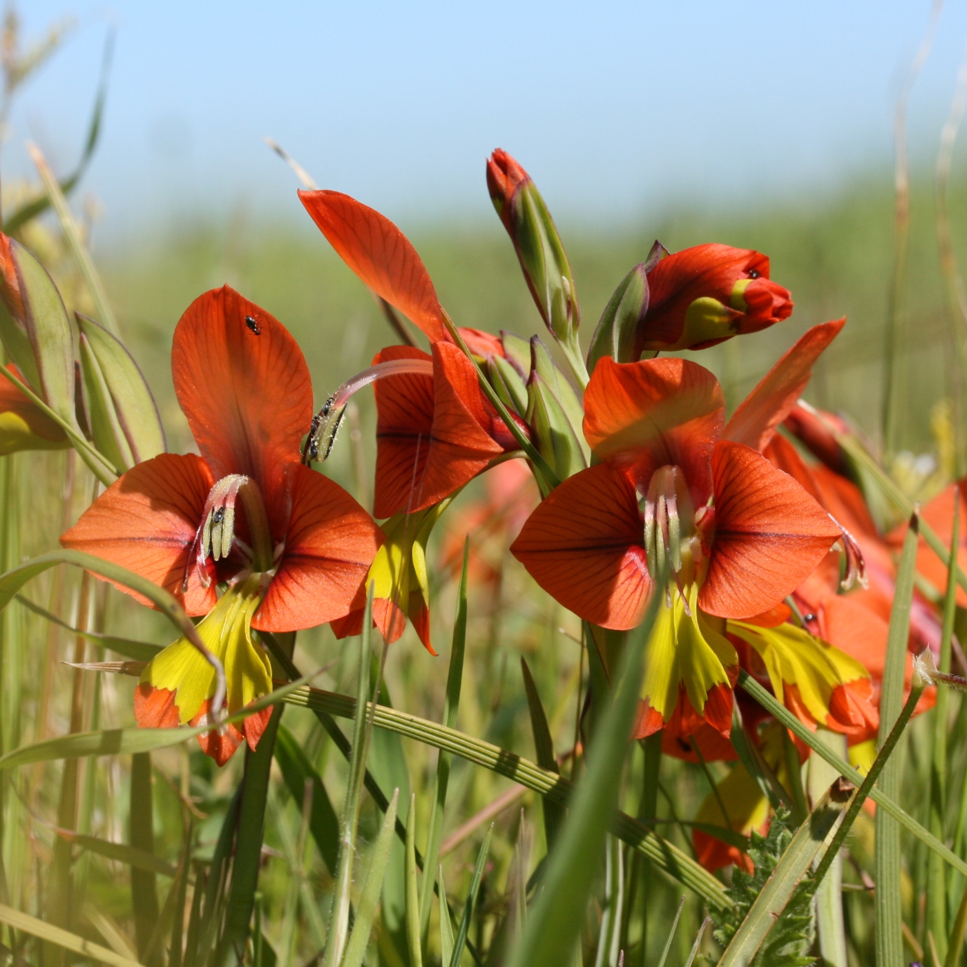 Gladiolus