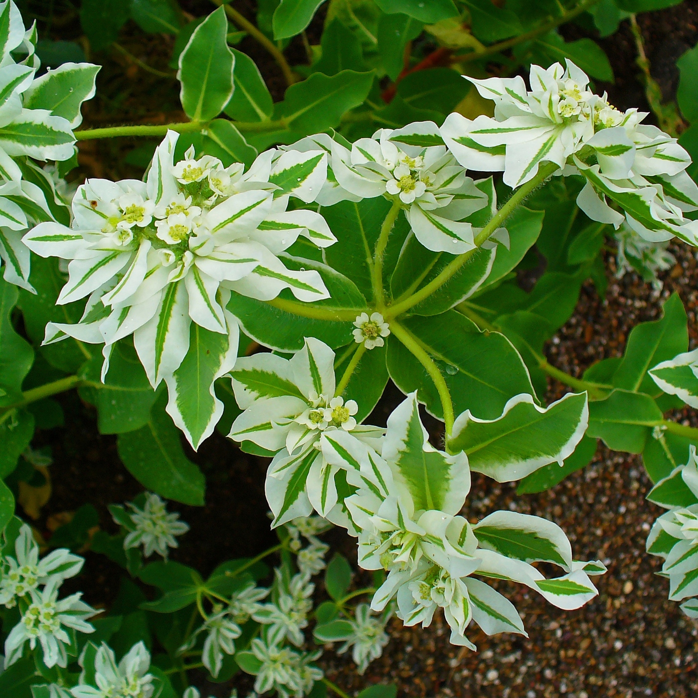 Euphorbia
