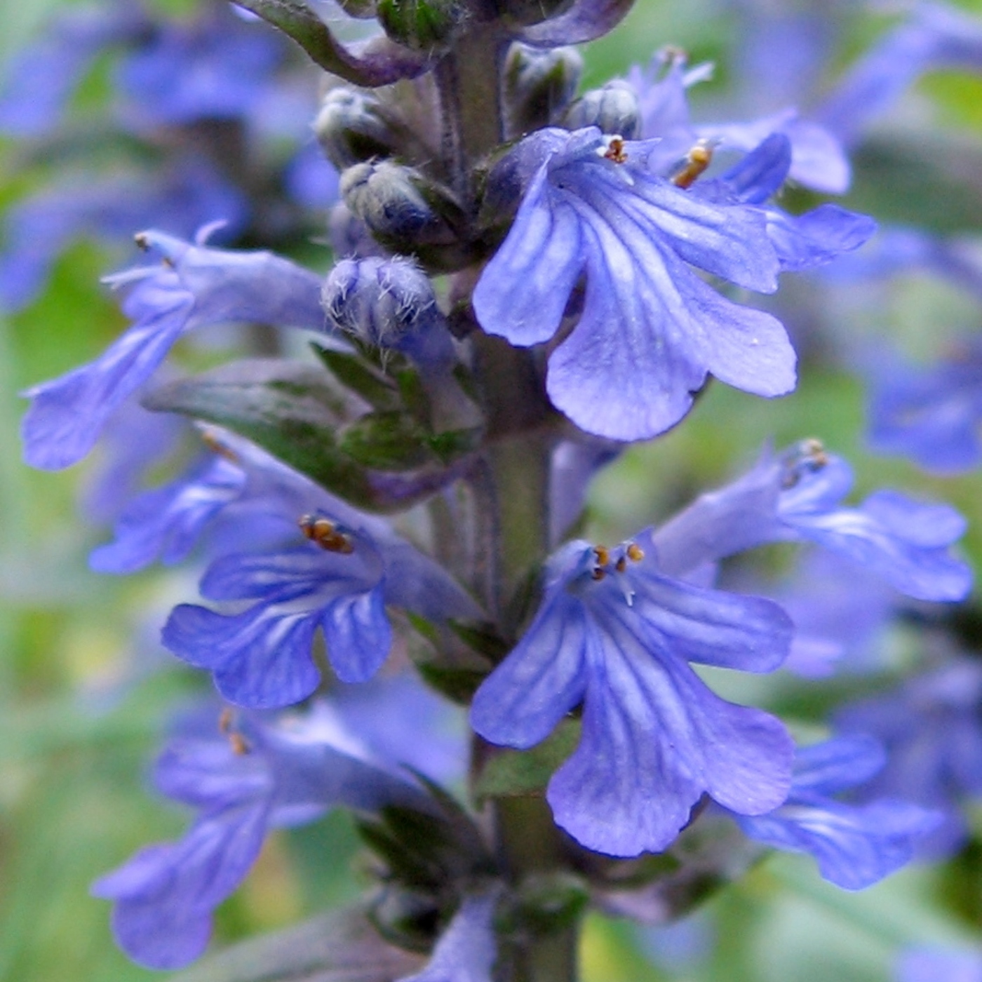 Bugle Fairy